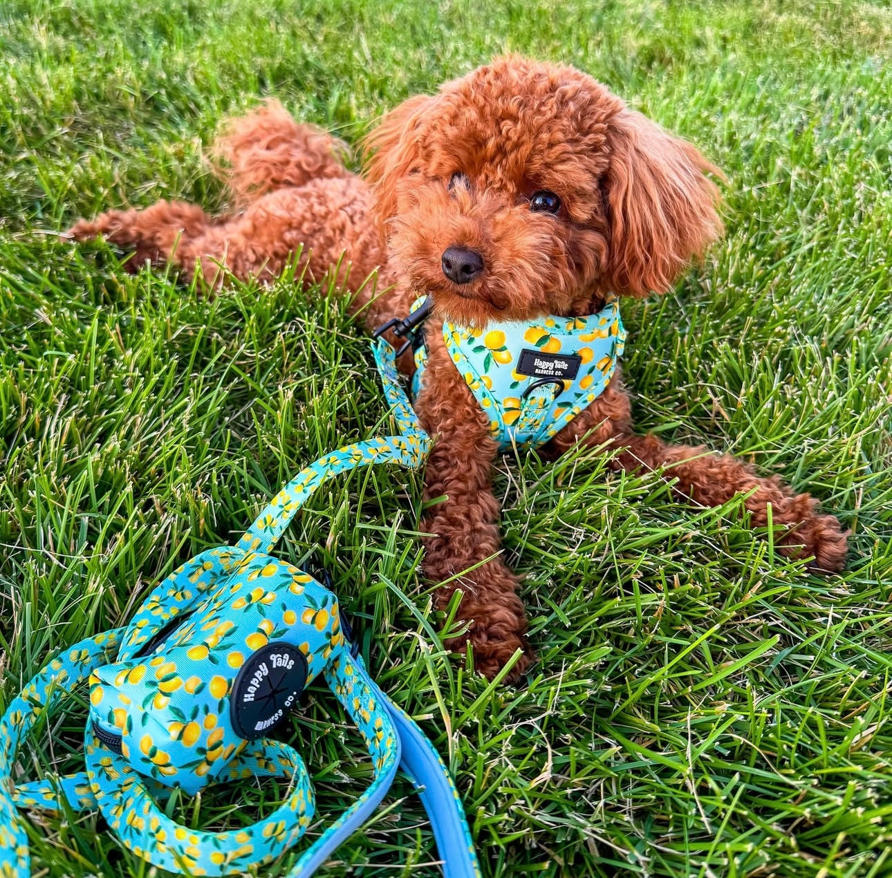 Lemon Drop Poop Bag Holder