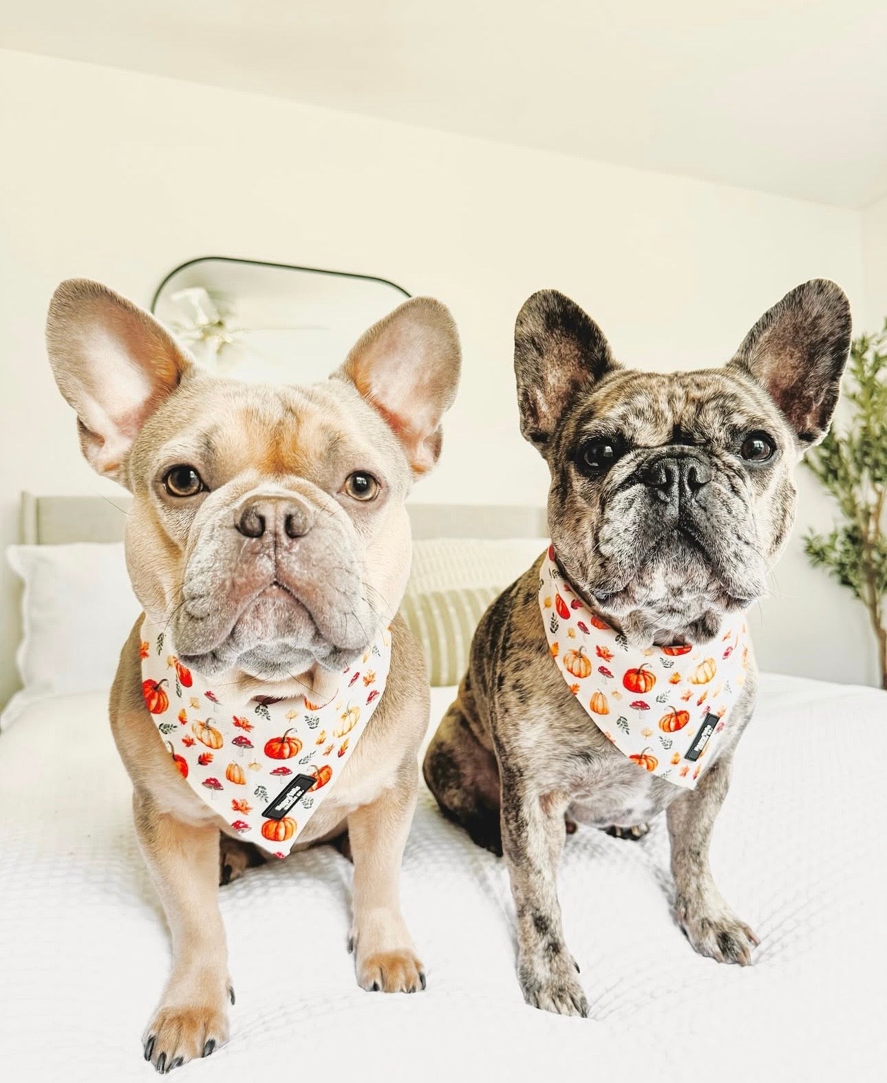 Pumpkin Patch Bandana