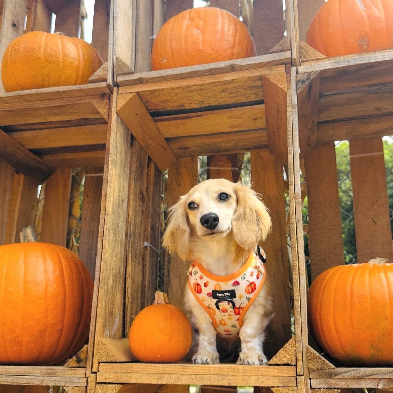 Pumpkin Patch Harness + Leash Set