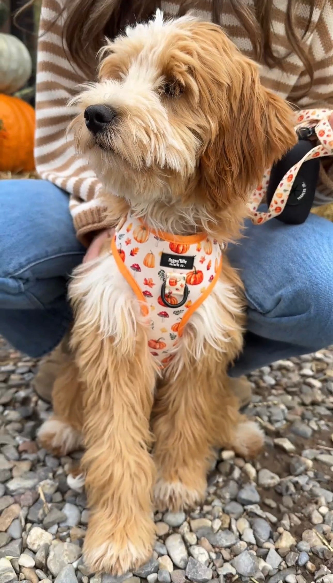 Pumpkin Patch Harness + Leash Set