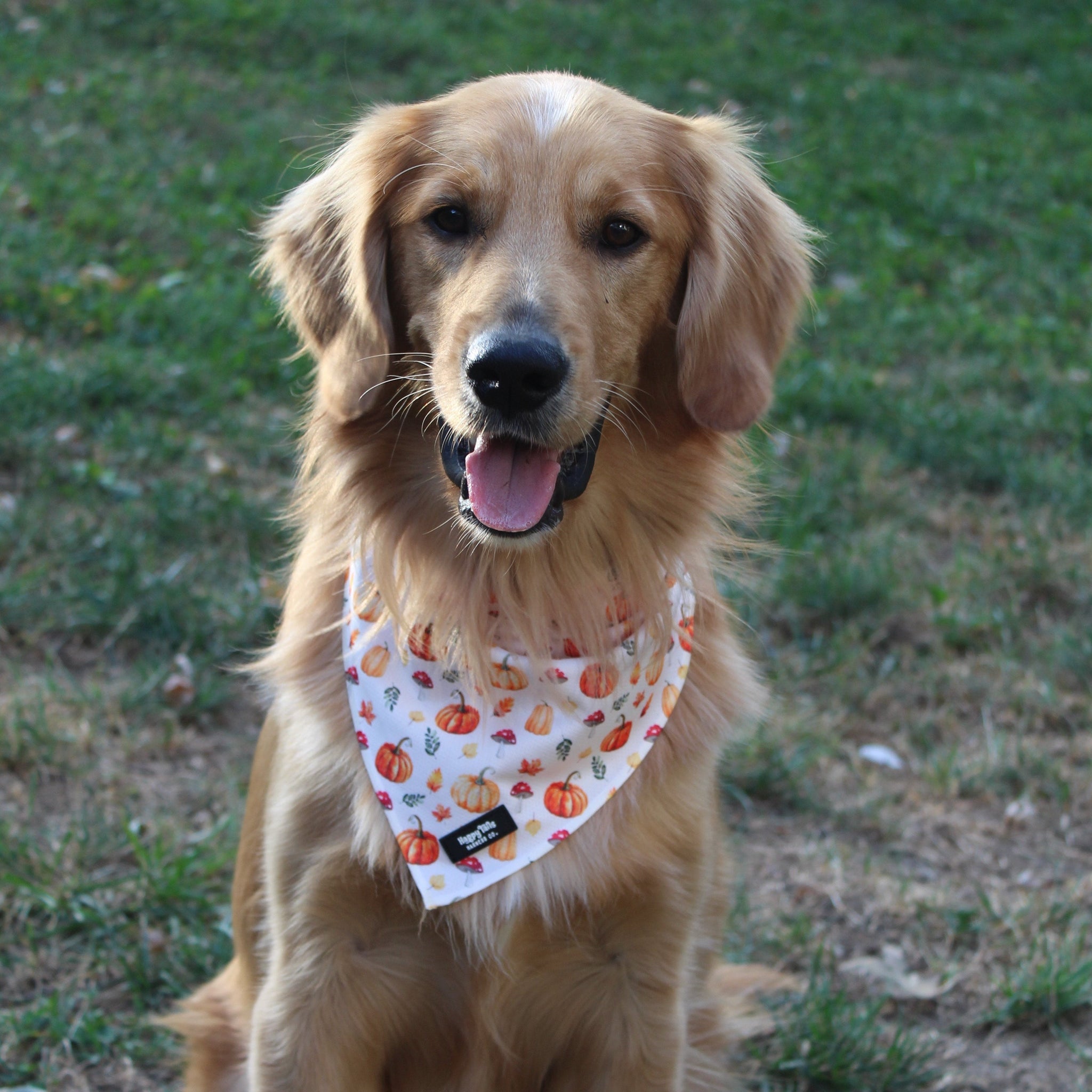 Pumpkin Patch Bandana