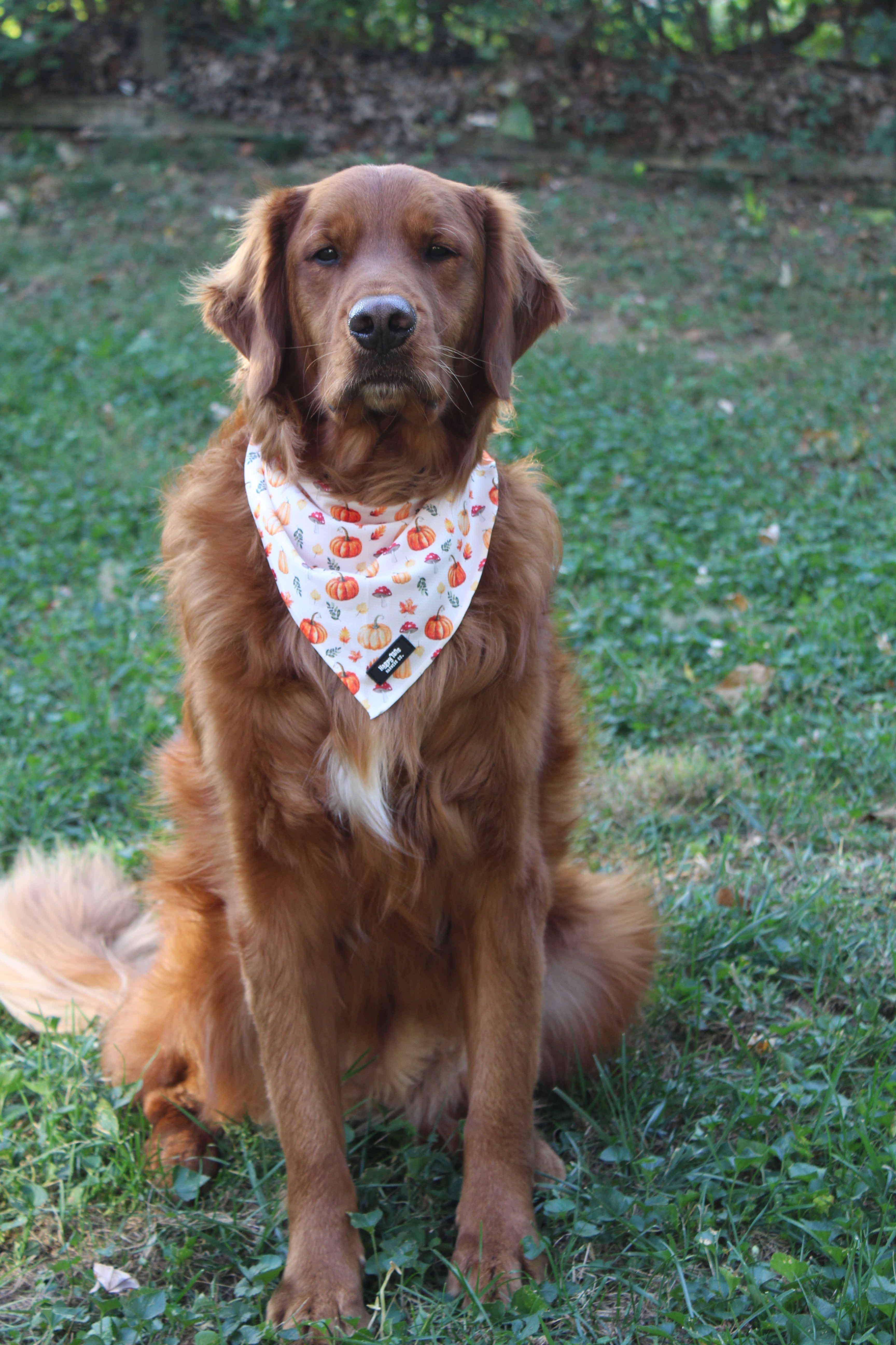 Pumpkin Patch Bandana