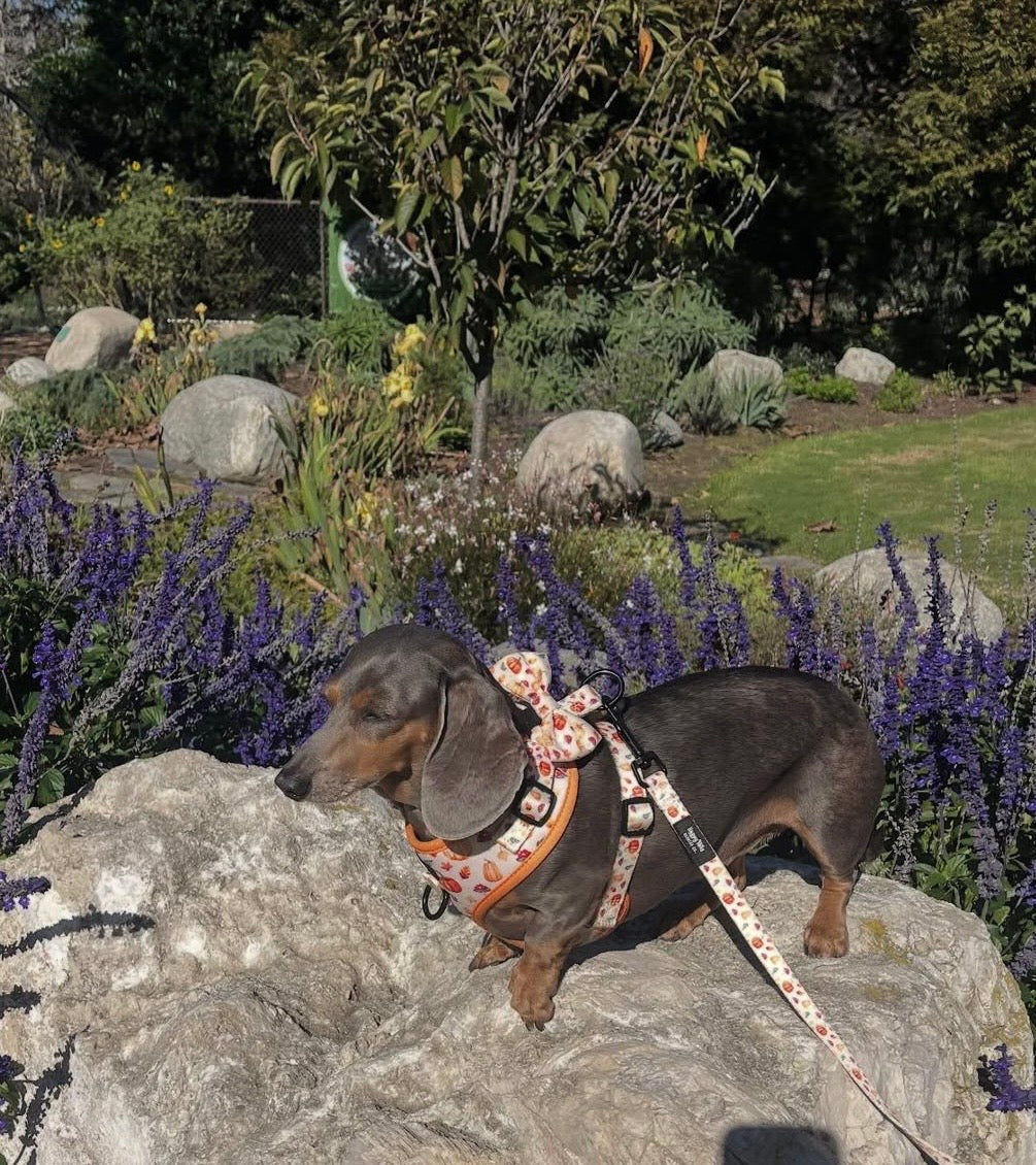 Pumpkin Patch Adjustable Harness