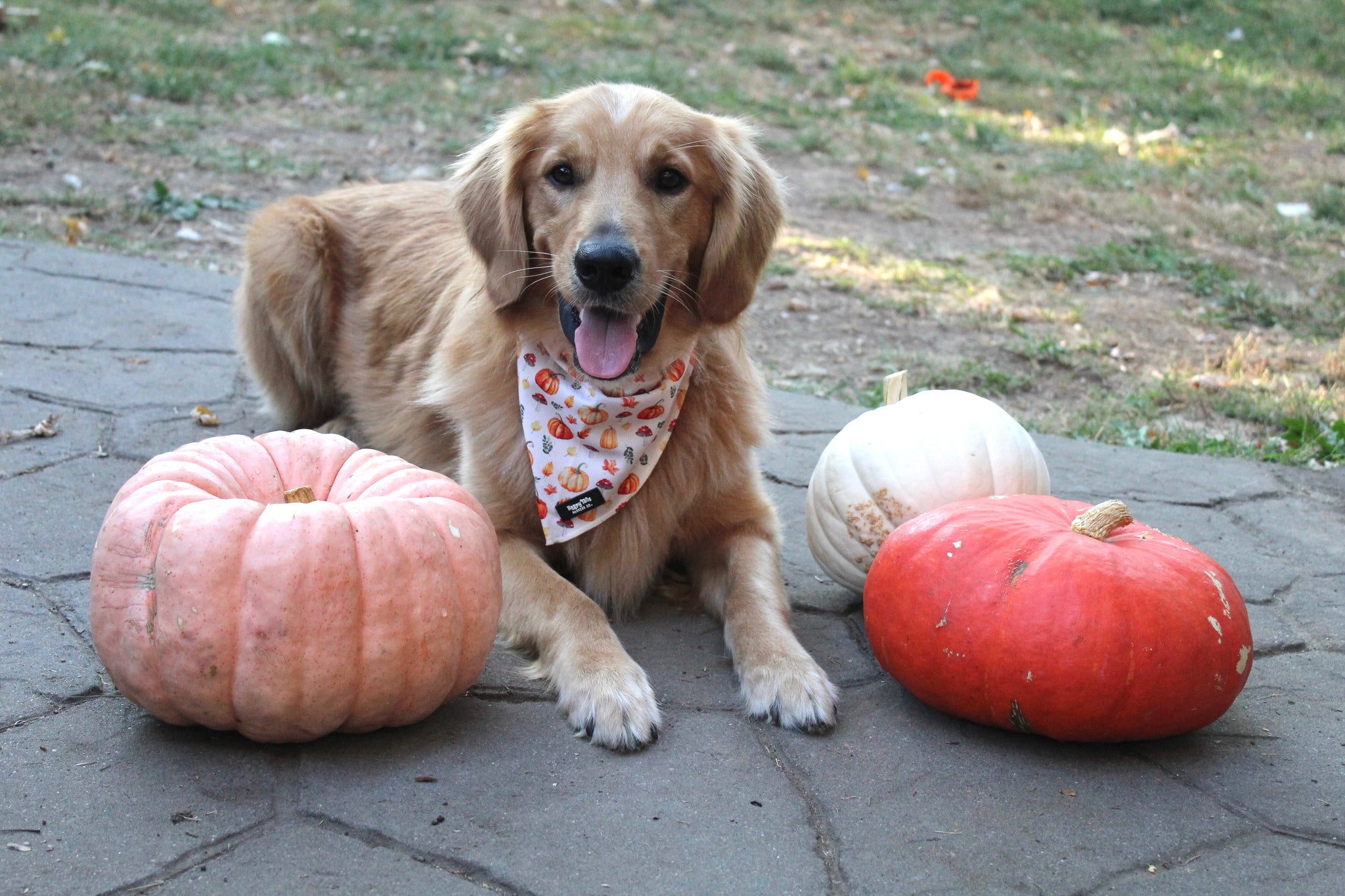 Pumpkin Patch Bandana