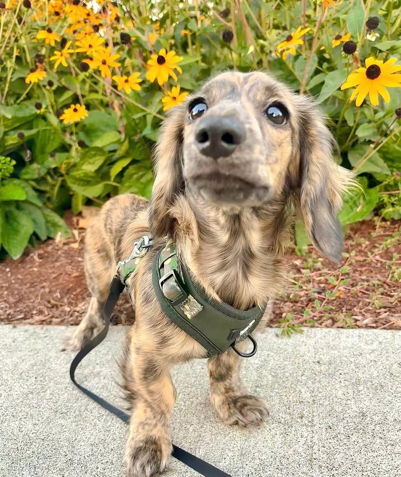 Camo Canine Adjustable Harness