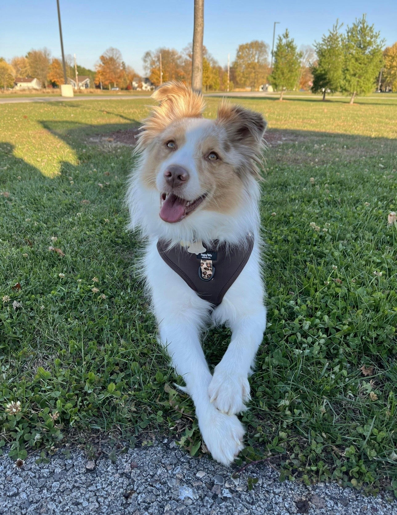 Run Wild Adjustable Harness