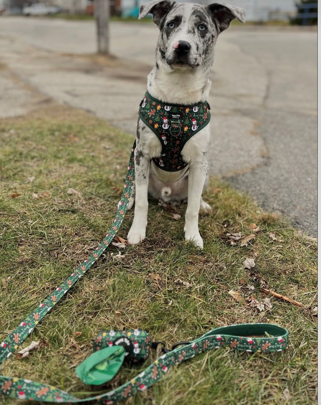 Merry & Bright Leash