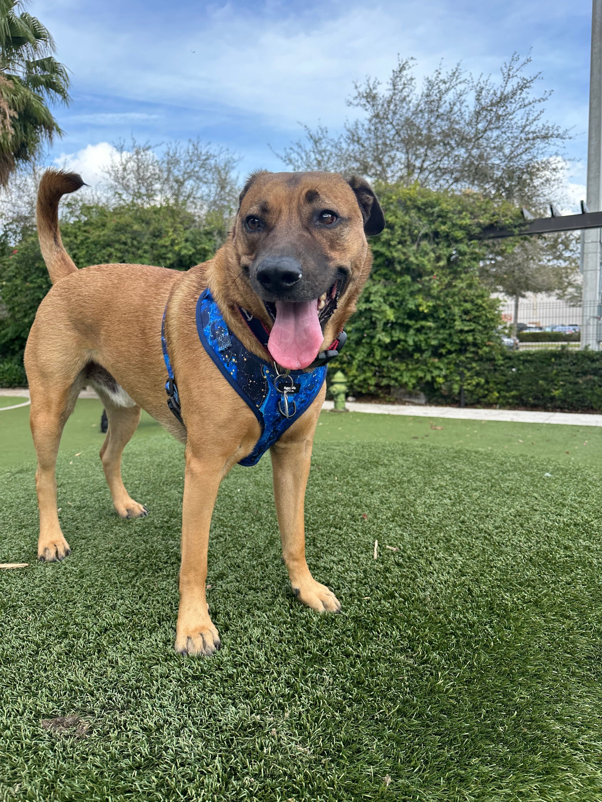 Galaxy Paws Adjustable Harness