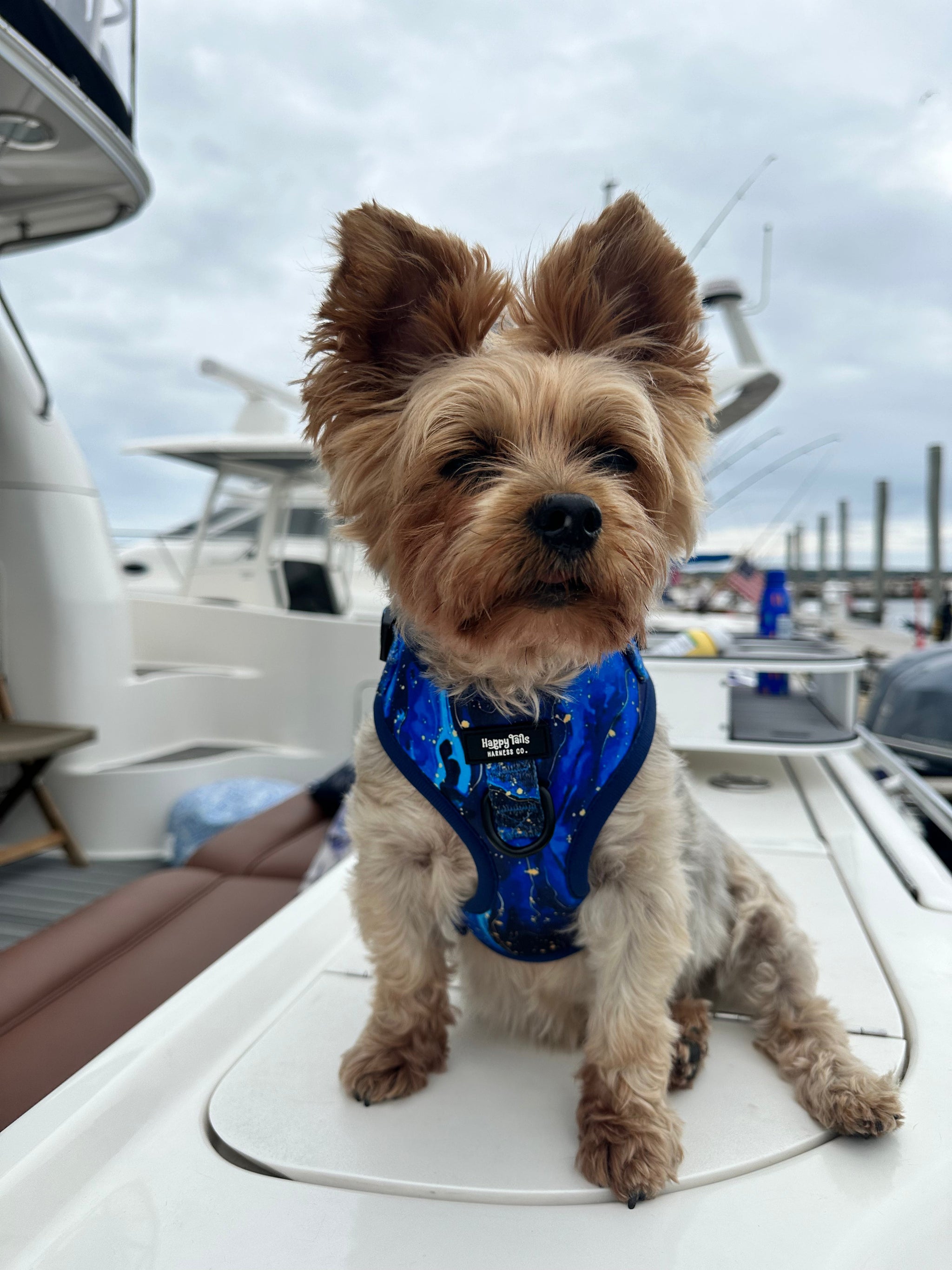 Galaxy Paws Adjustable Harness
