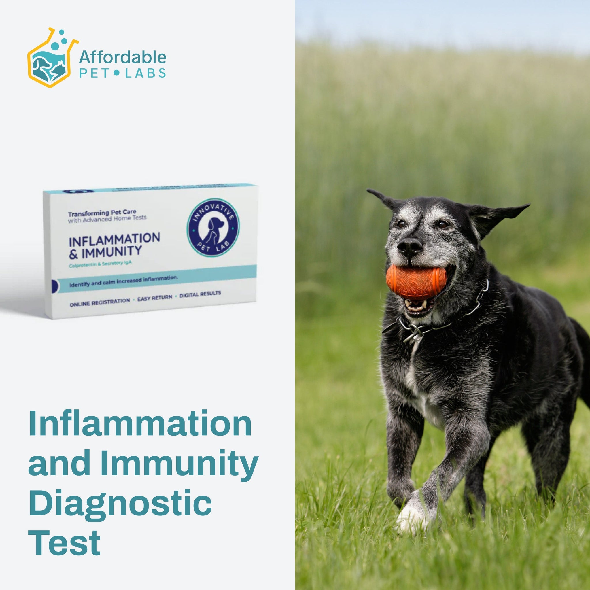 Easy Home Kit: Affordable Pet Labs Inflammation and Immunity Diagnostic Test for Dogs