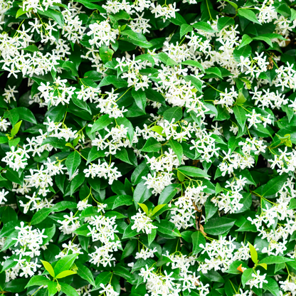 Jasmine Water