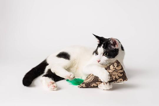 Burlap Crinkle and Catnip Kickin' Stick