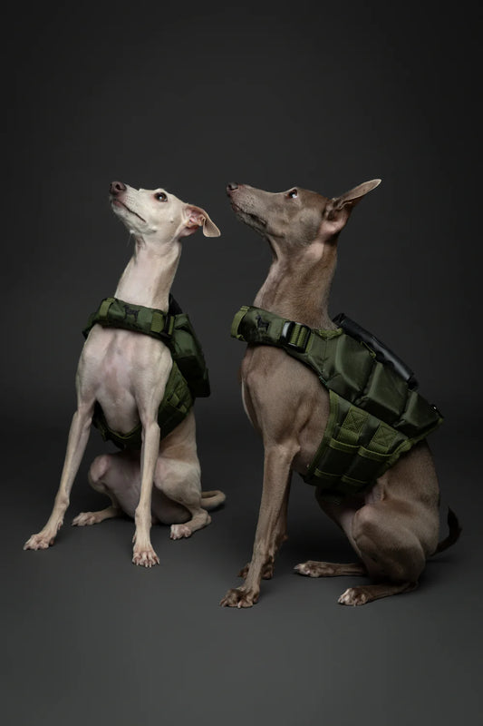 Human Standards Dog Lifejacket Design with 3x Foam Support for Max Floating