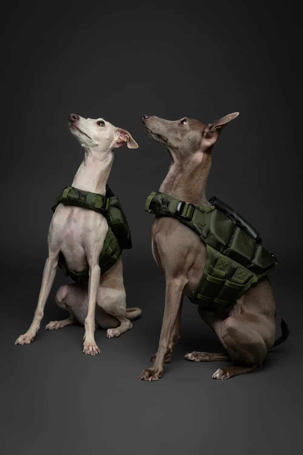 Human Standards Dog Lifejacket Design with 3x Foam Support for Max Floating