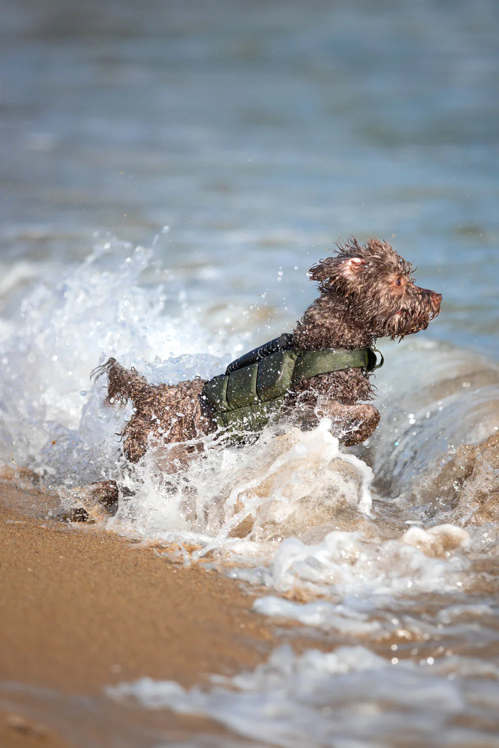 Human Standards Dog Lifejacket Design with 3x Foam Support for Max Floating