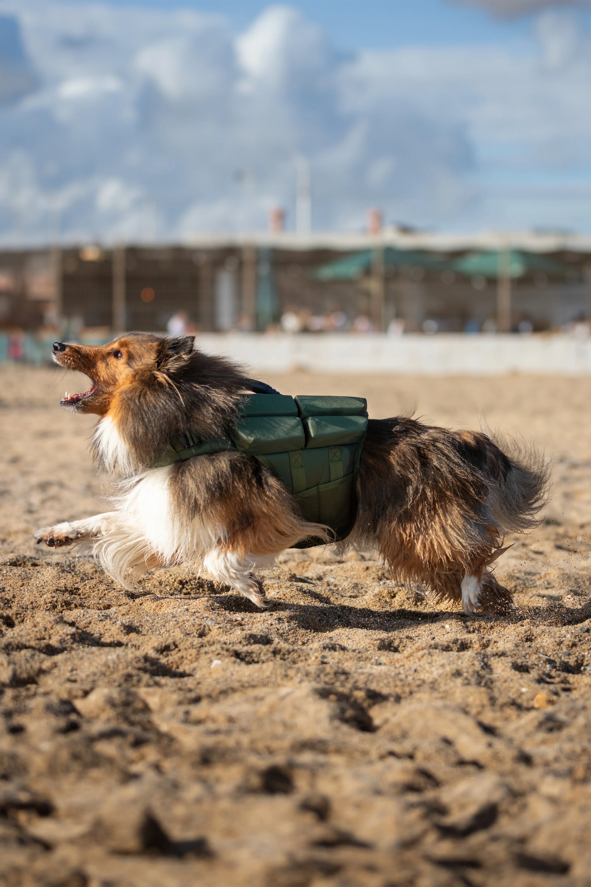 Human Standards Dog Lifejacket Design with 4x Foam for Maximum Buoyancy, Stability & Comfort - Green