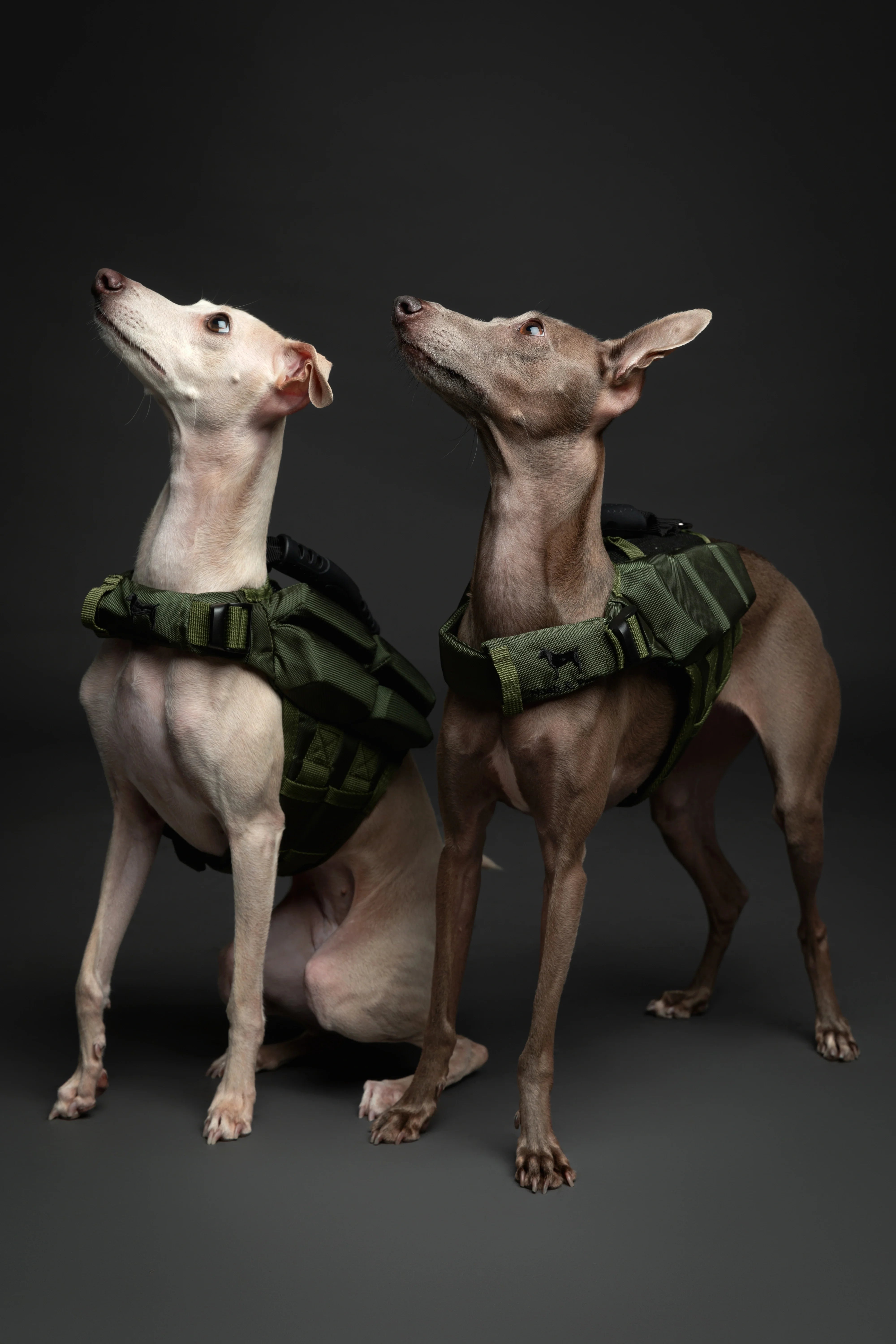 Human Standards Dog Lifejacket Design with 4x Foam for Maximum Buoyancy, Stability & Comfort - Green