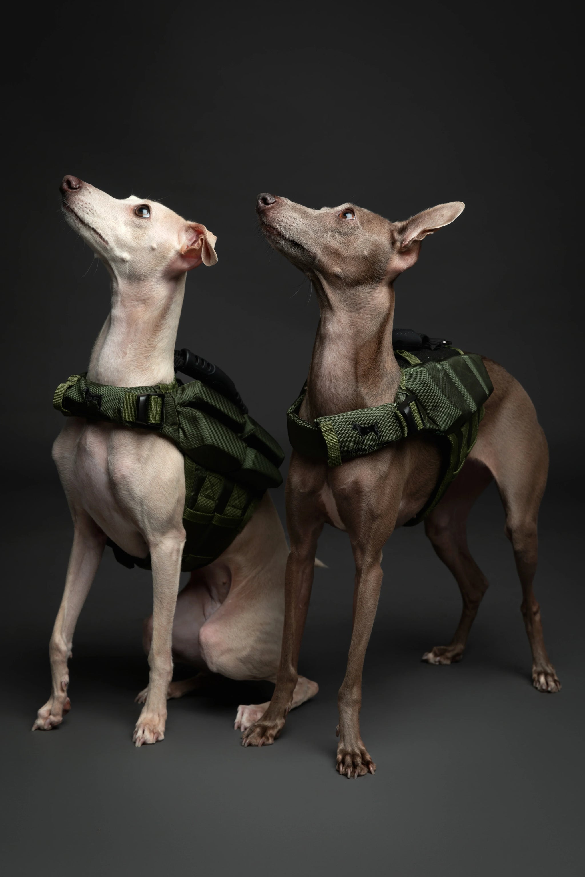 Human Standards Dog Lifejacket Design with 4x Foam for Maximum Buoyancy, Stability & Comfort - Green