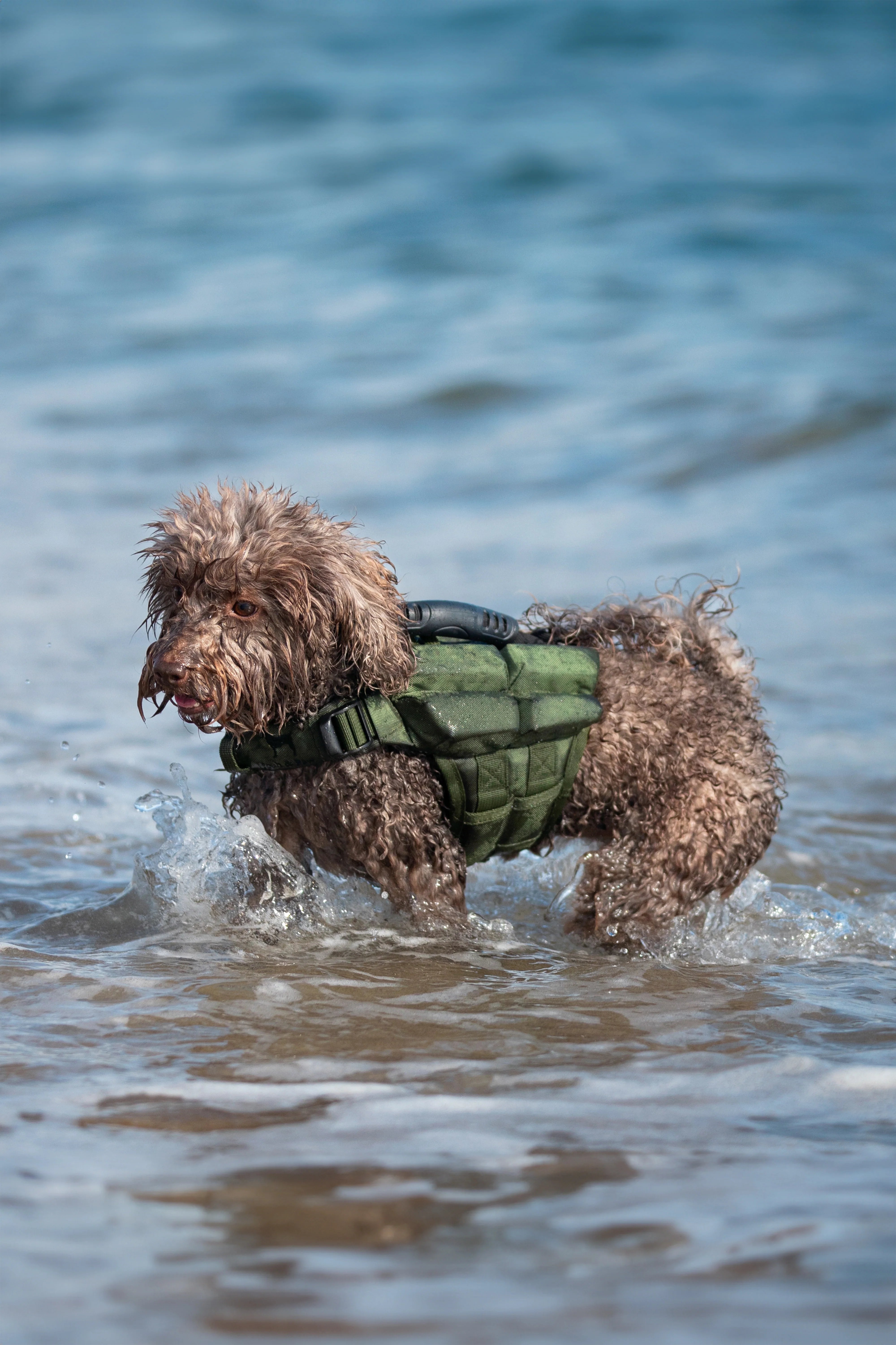 Human Standards Dog Lifejacket Design with 4x Foam for Maximum Buoyancy, Stability & Comfort - Green