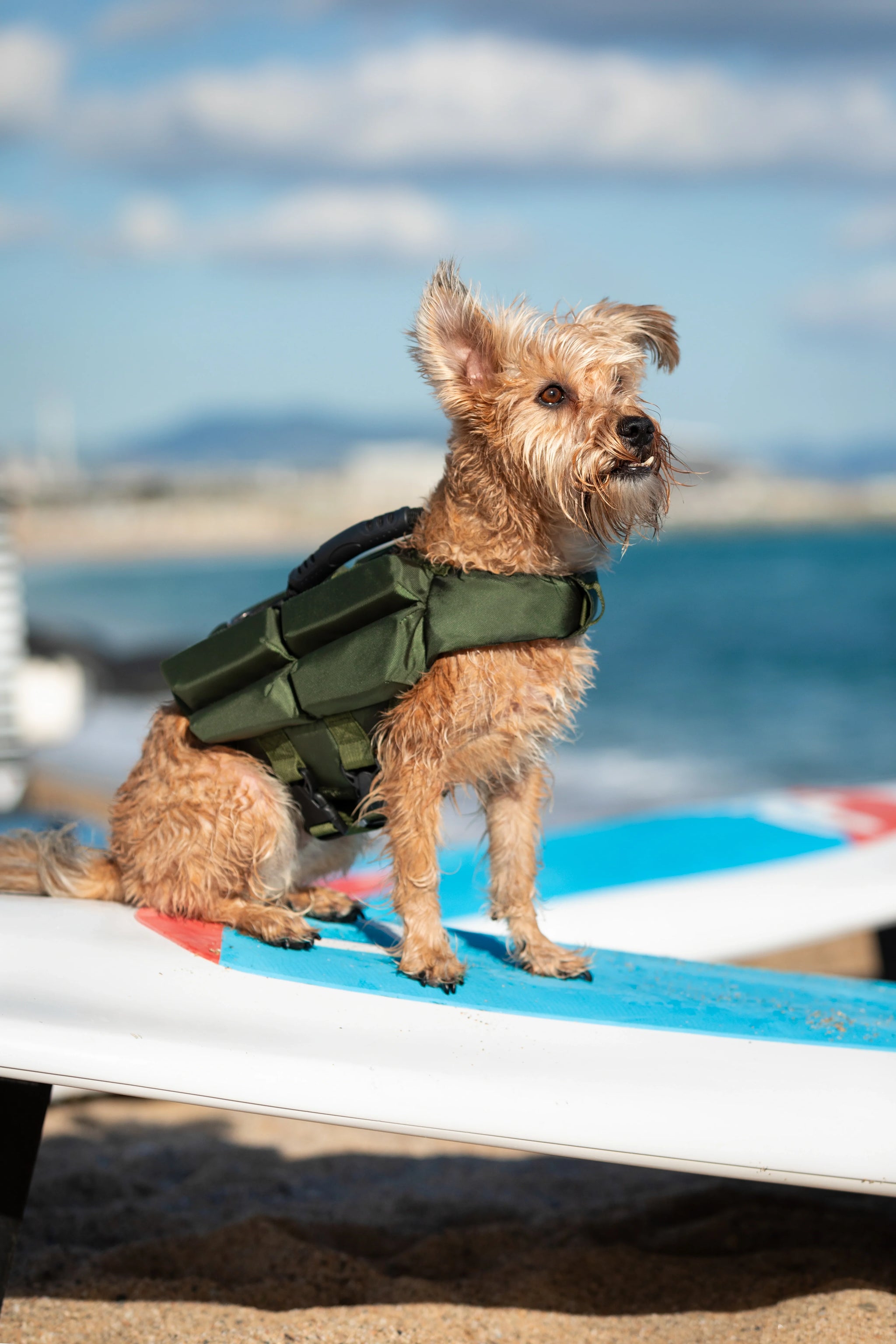 Human Standards Dog Lifejacket Design with 4x Foam for Maximum Buoyancy, Stability & Comfort - Green