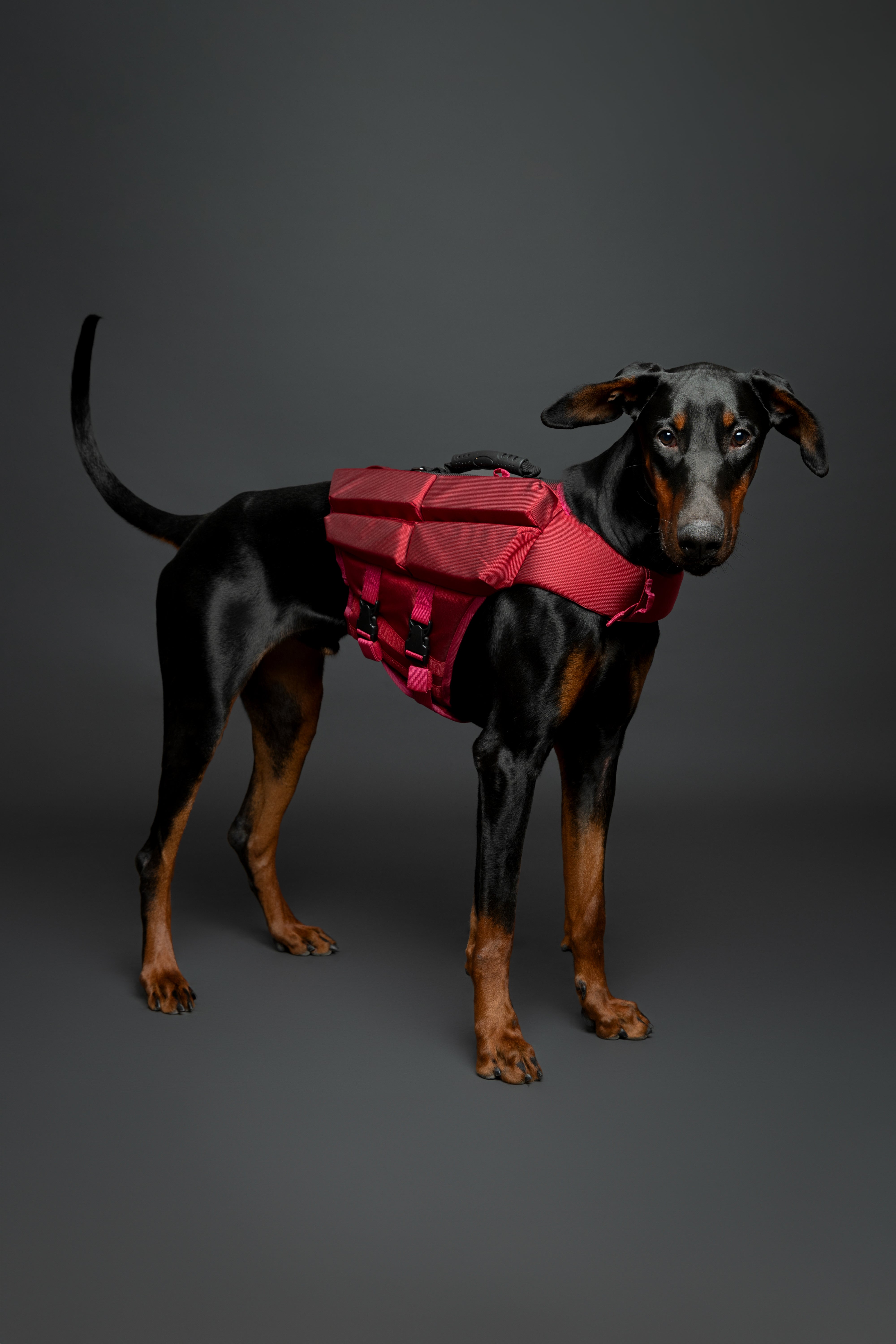 Human Standards Dog Lifejacket Design with 4x Foam for Maximum Buoyancy, Stability & Comfort - Red
