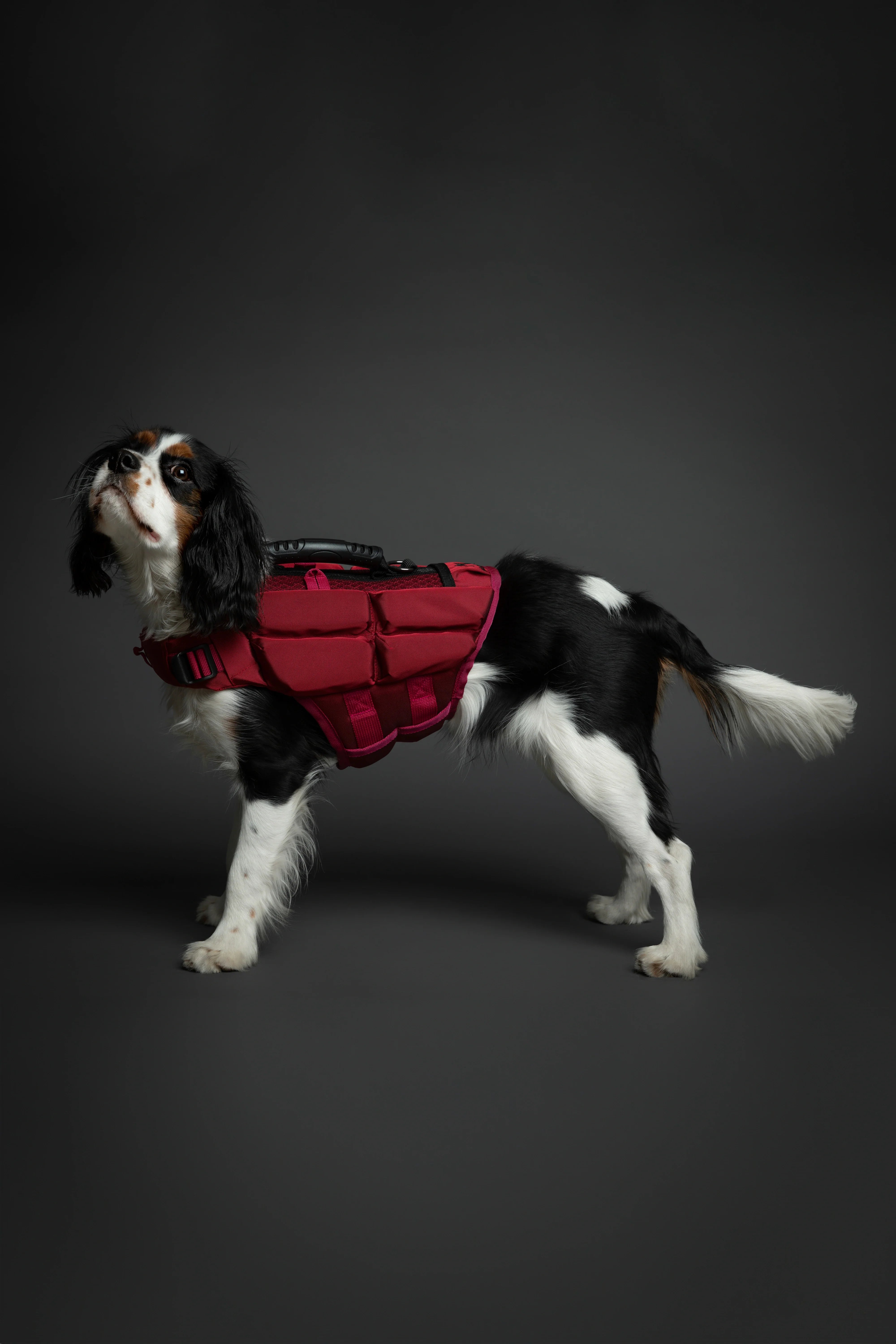 Human Standards Dog Lifejacket Design with 4x Foam for Maximum Buoyancy, Stability & Comfort - Red