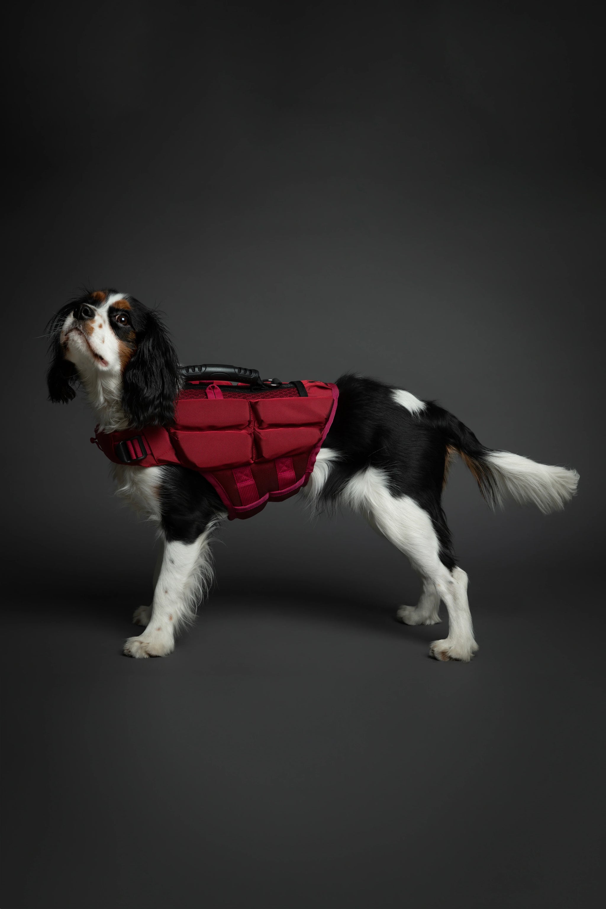Human Standards Dog Lifejacket Design with 4x Foam for Maximum Buoyancy, Stability & Comfort - Red