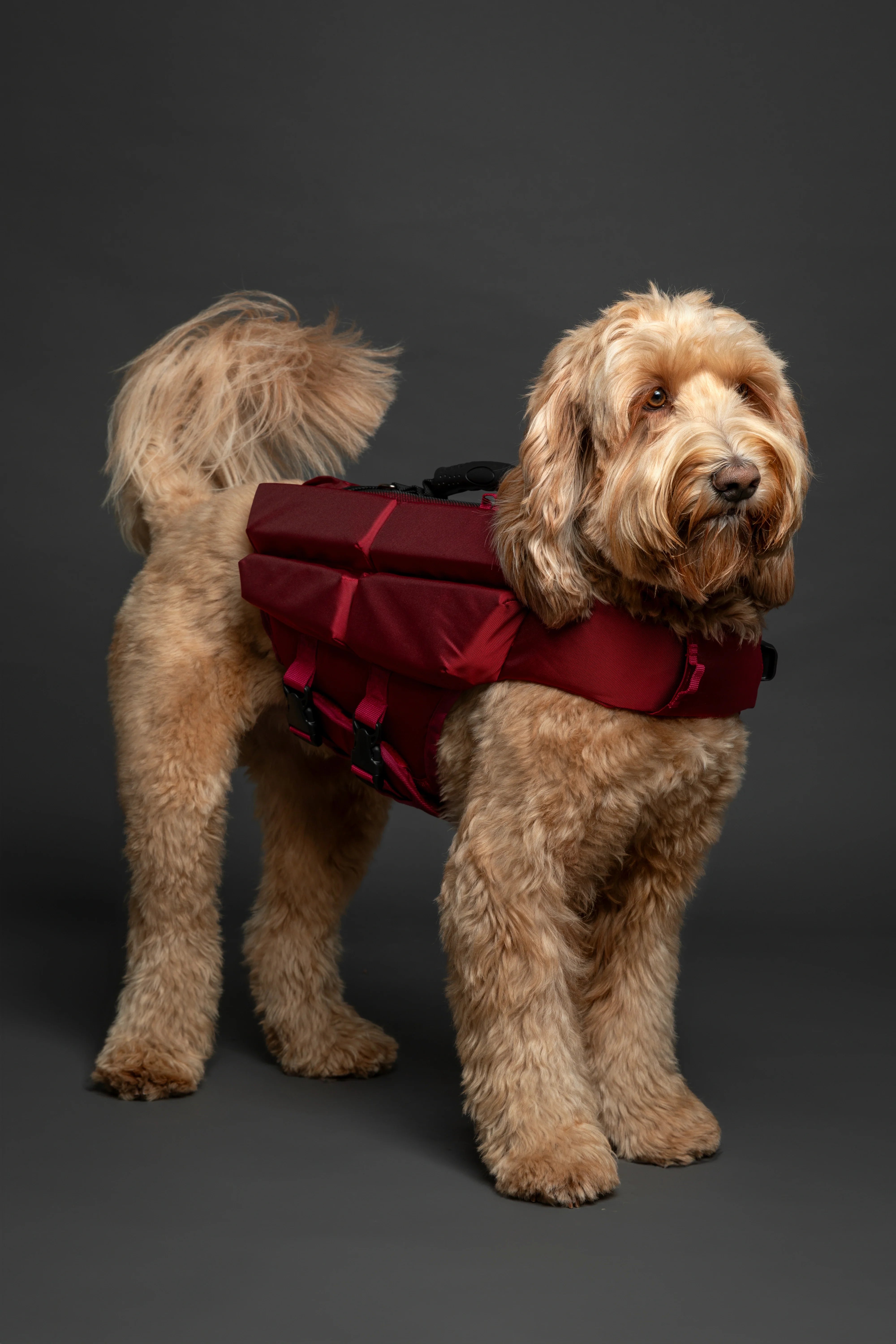Human Standards Dog Lifejacket Design with 4x Foam for Maximum Buoyancy, Stability & Comfort - Red