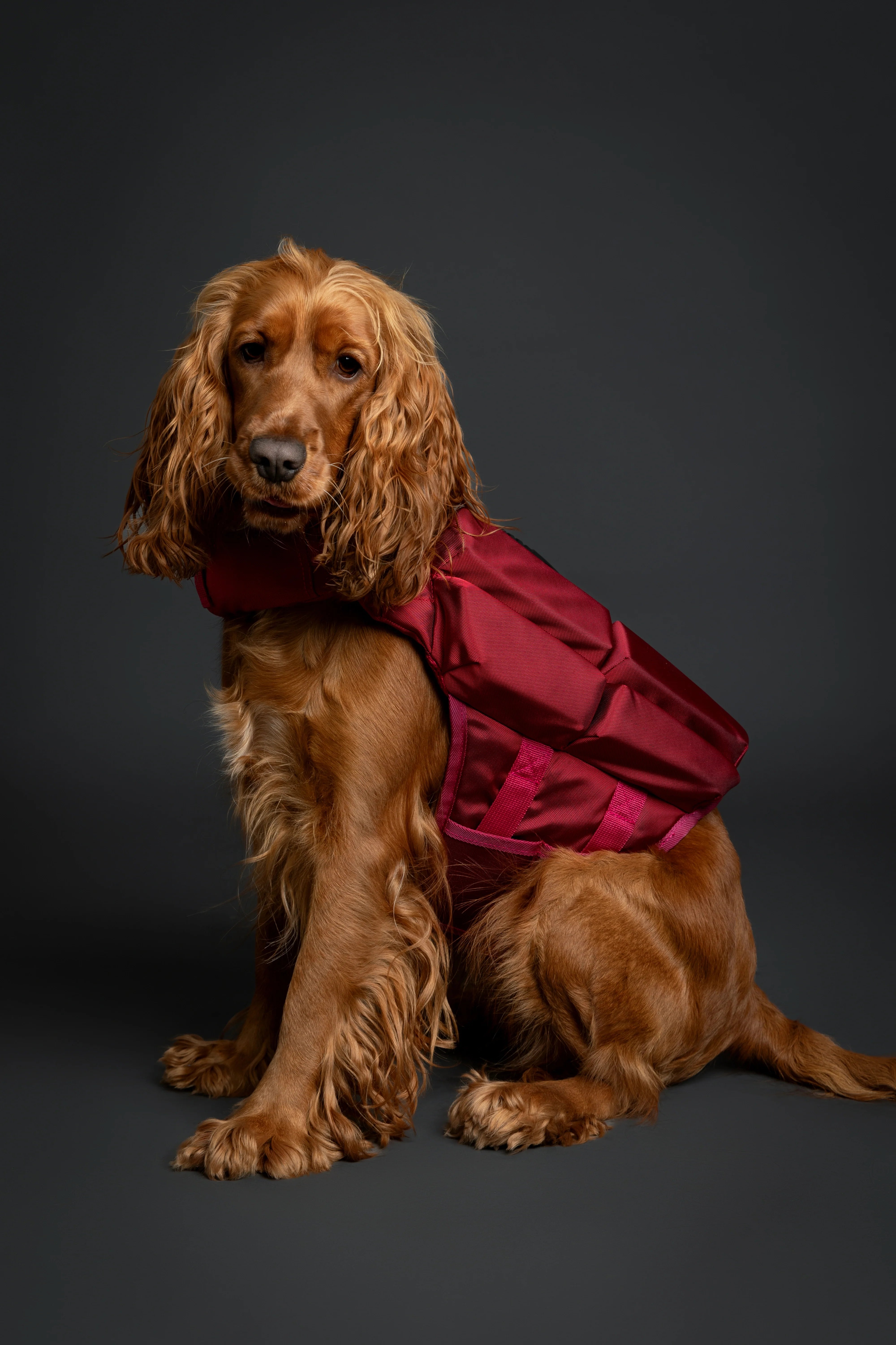 Human Standards Dog Lifejacket Design with 4x Foam for Maximum Buoyancy, Stability & Comfort - Red