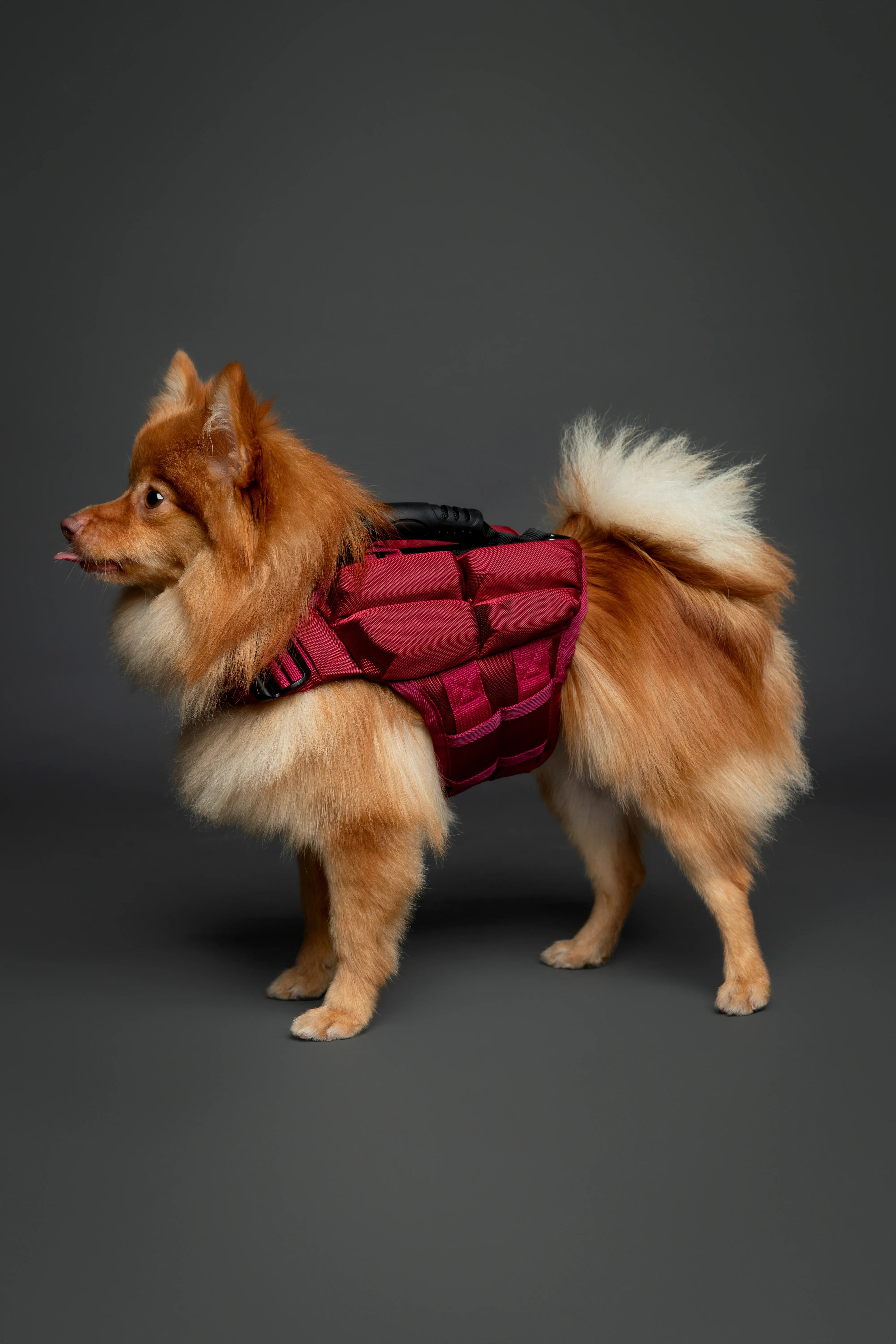 Human Standards Dog Lifejacket Design with 4x Foam for Maximum Buoyancy, Stability & Comfort - Red