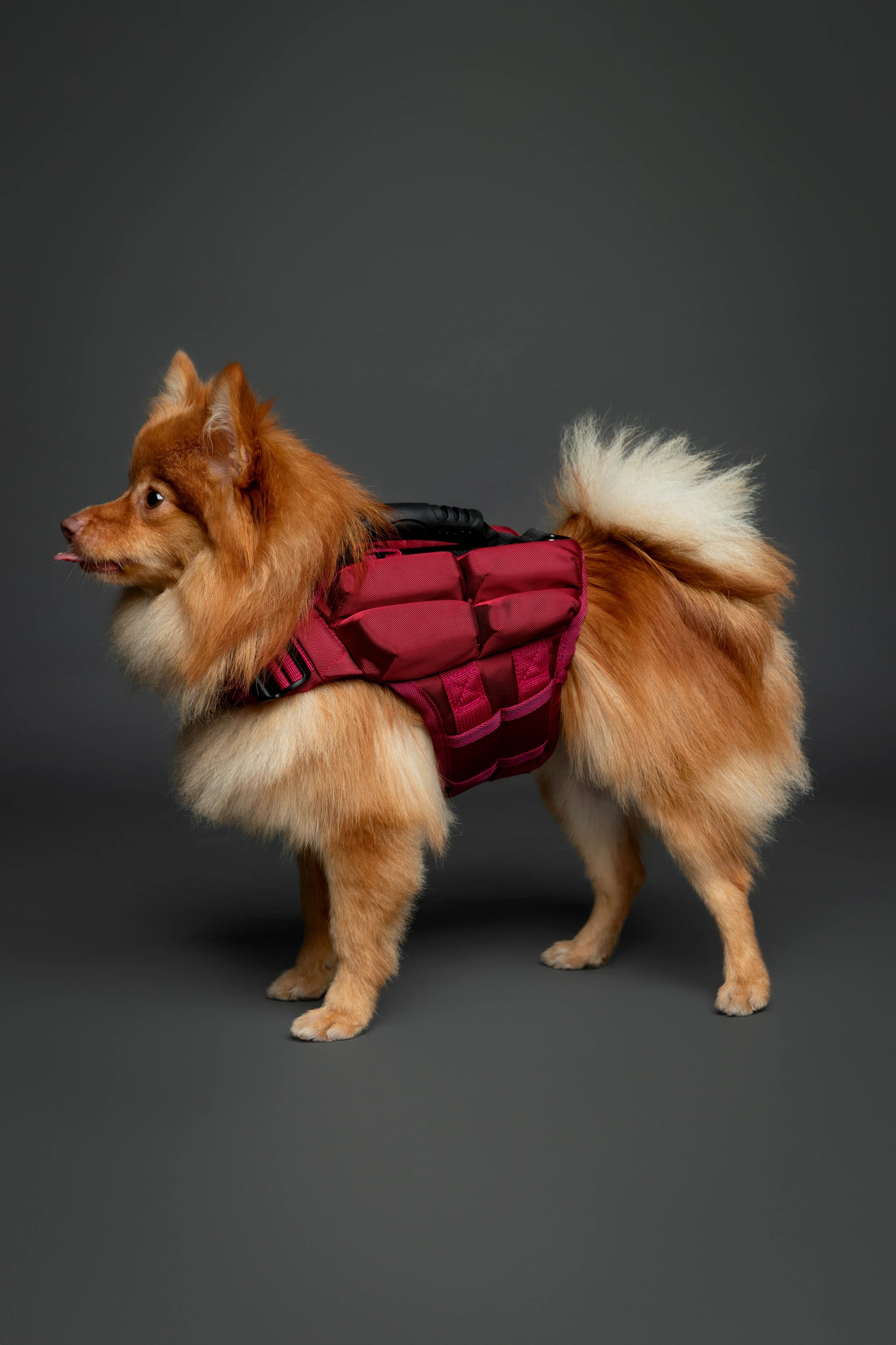 Human Standards Dog Lifejacket Design with 4x Foam for Maximum Buoyancy, Stability & Comfort - Red