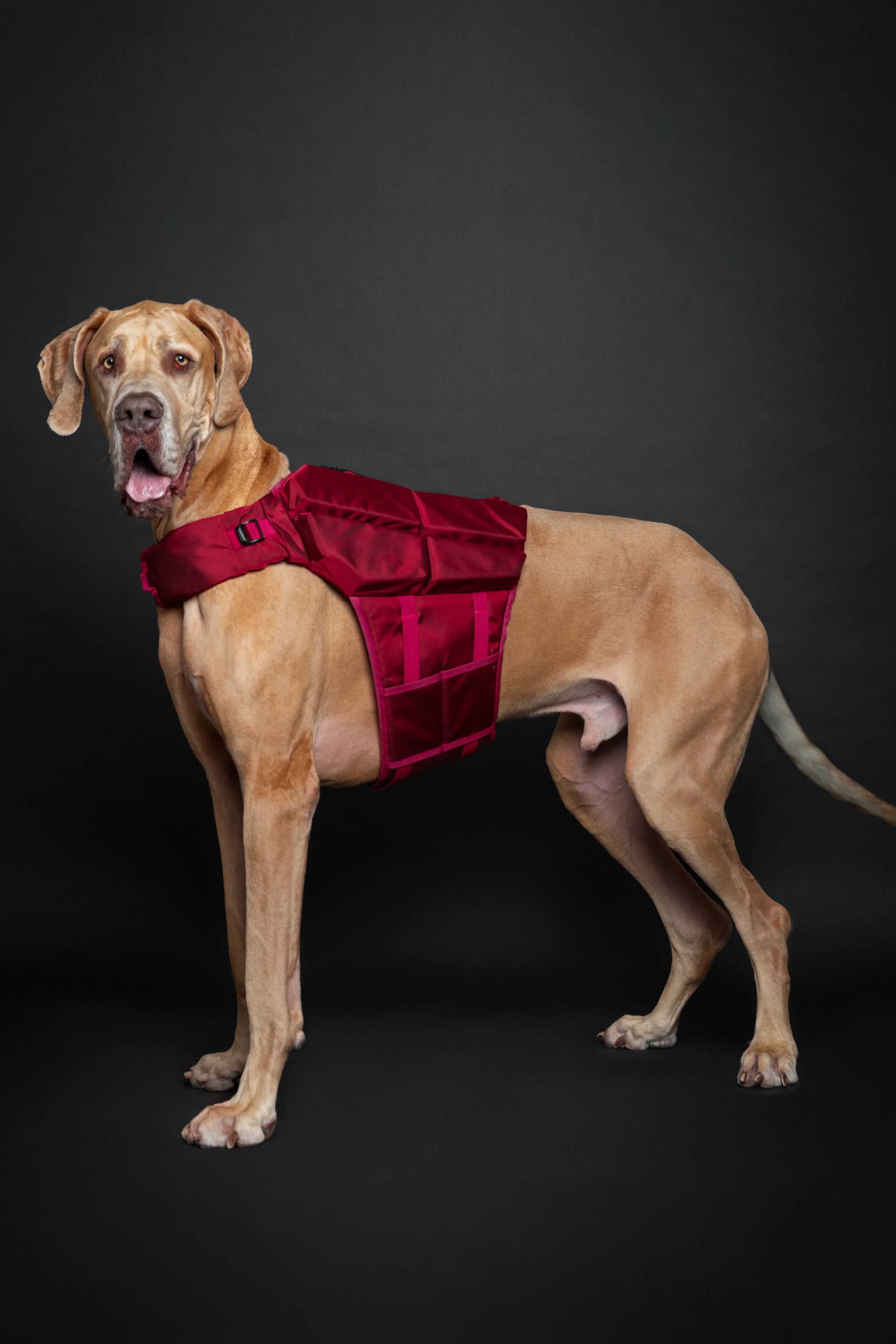 Human Standards Dog Lifejacket Design with 4x Foam for Maximum Buoyancy, Stability & Comfort - Red