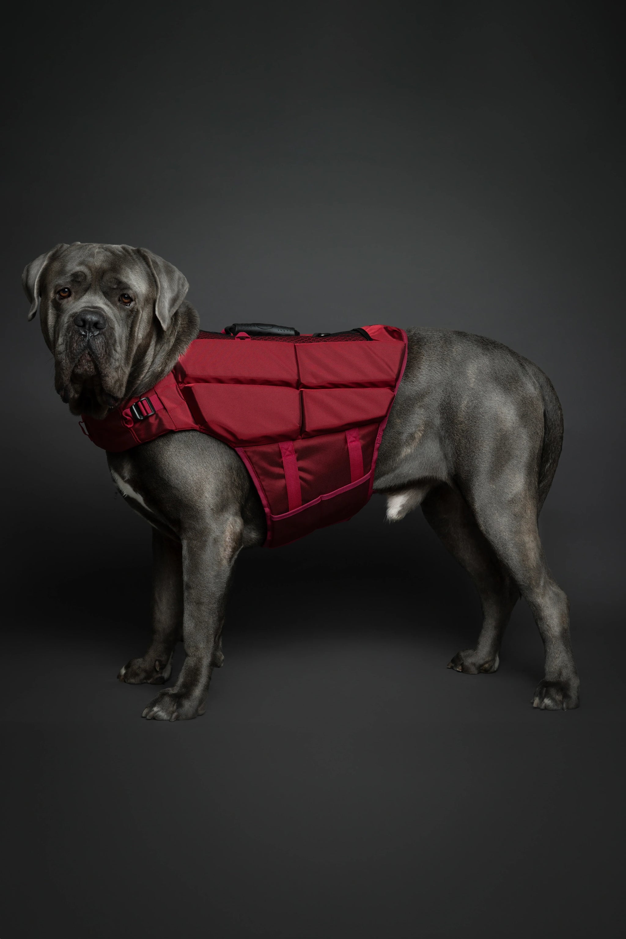 Human Standards Dog Lifejacket Design with 4x Foam for Maximum Buoyancy, Stability & Comfort - Red