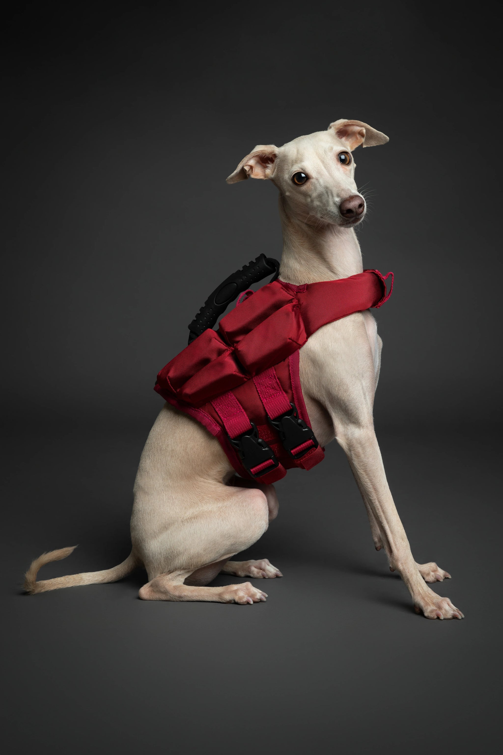 Human Standards Dog Lifejacket Design with 4x Foam for Maximum Buoyancy, Stability & Comfort - Red