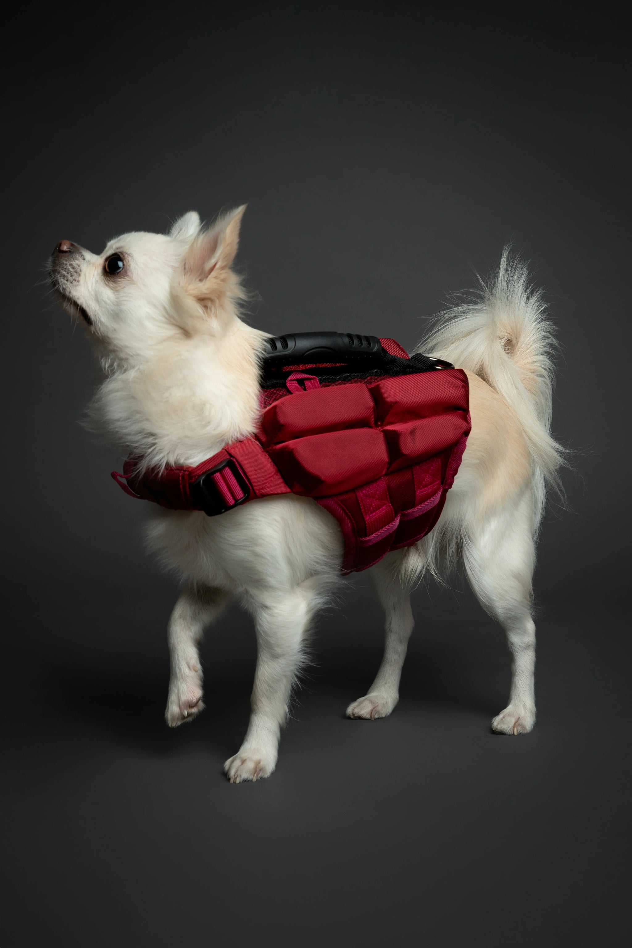 Human Standards Dog Lifejacket Design with 4x Foam for Maximum Buoyancy, Stability & Comfort - Red