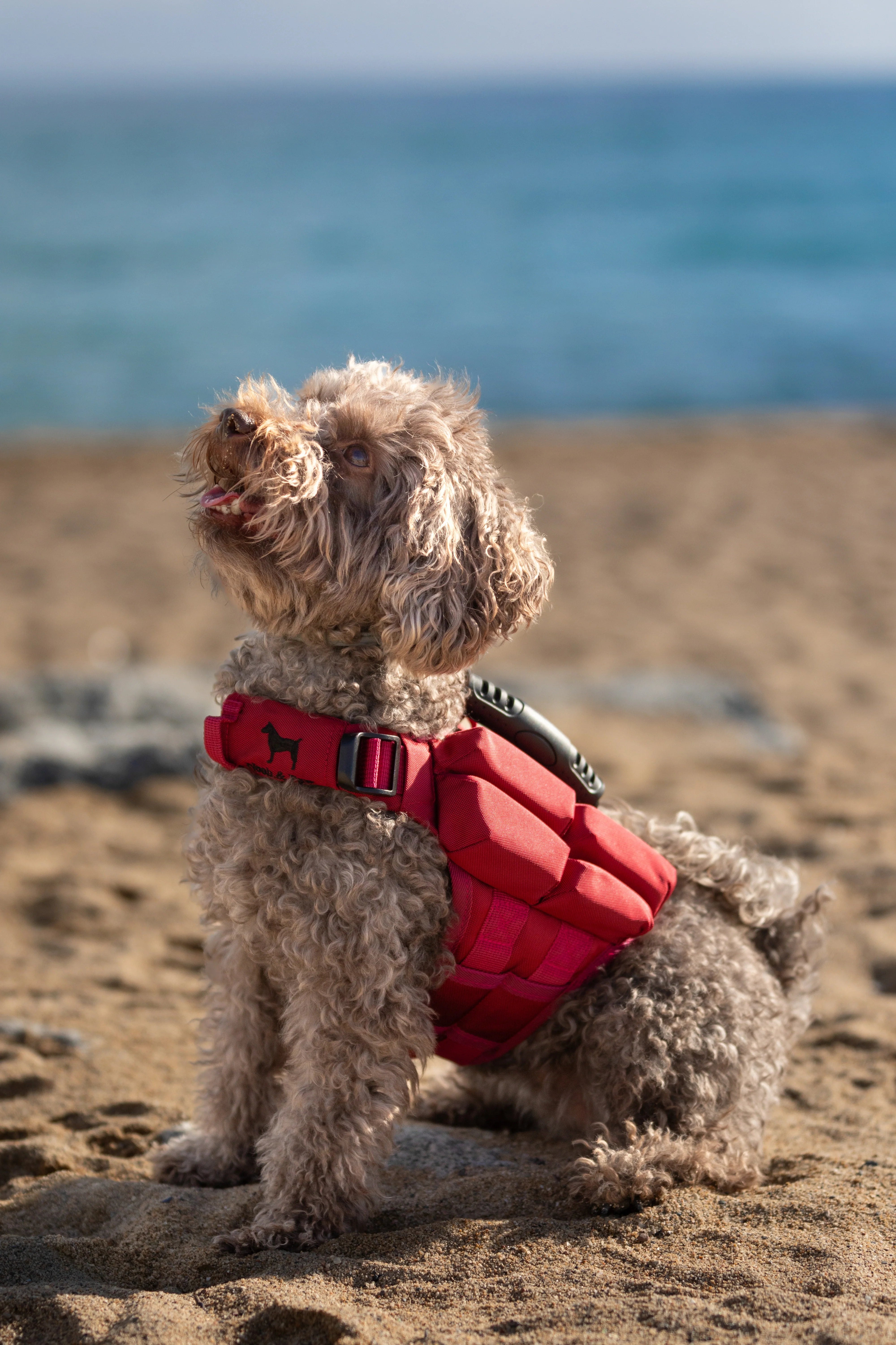 Human Standards Dog Lifejacket Design with 4x Foam for Maximum Buoyancy, Stability & Comfort - Red