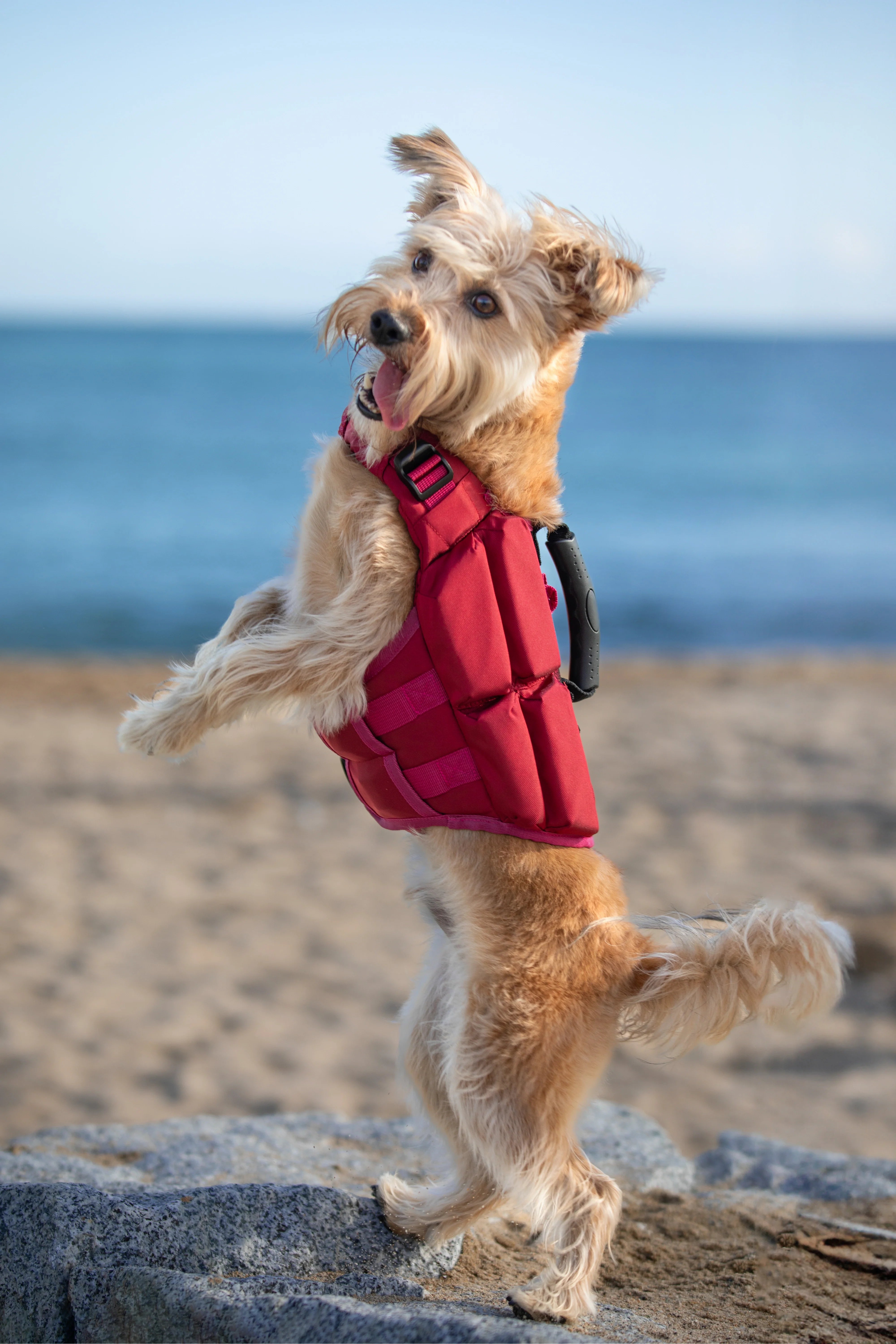 Human Standards Dog Lifejacket Design with 4x Foam for Maximum Buoyancy, Stability & Comfort - Red