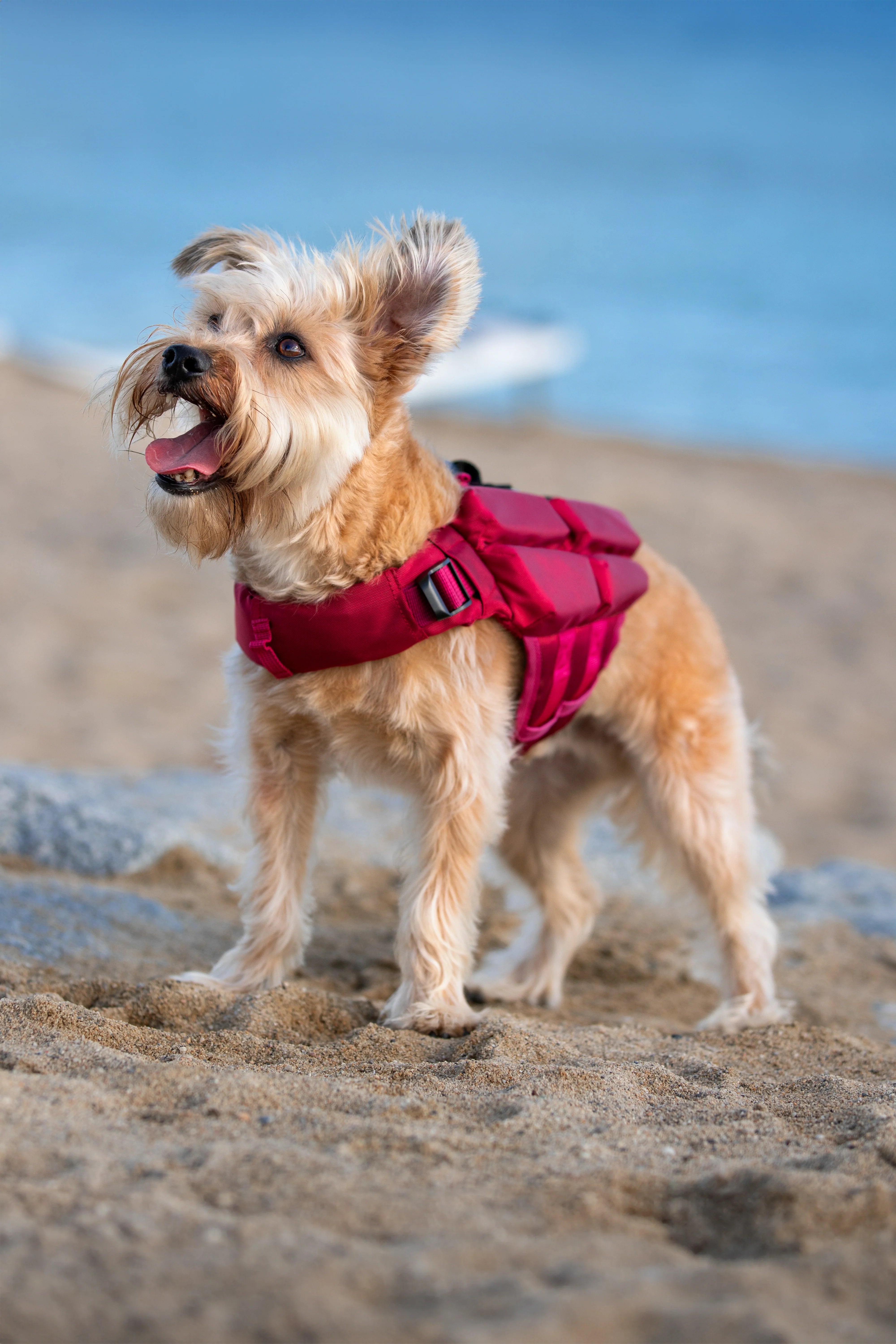 Human Standards Dog Lifejacket Design with 4x Foam for Maximum Buoyancy, Stability & Comfort - Red