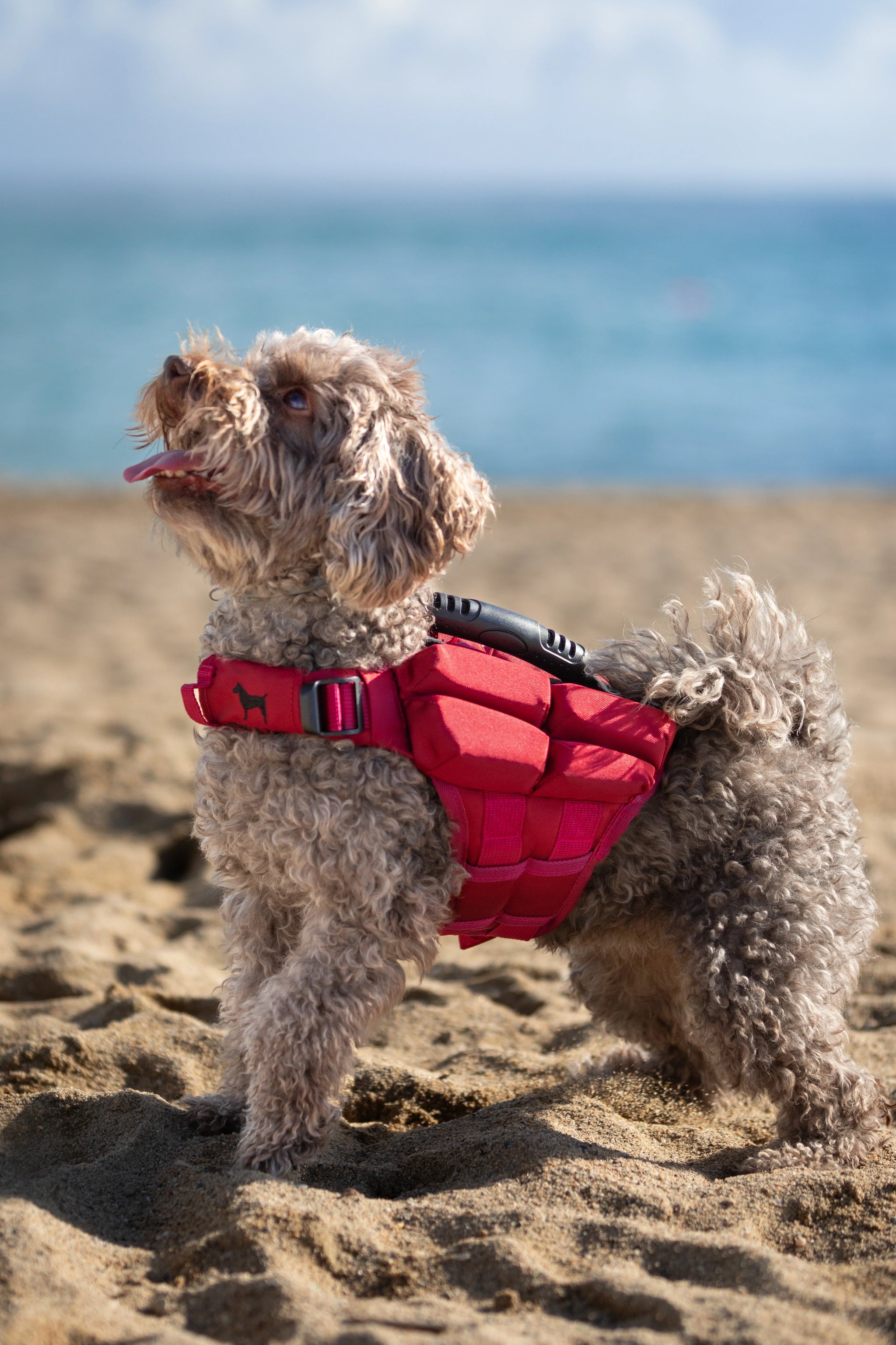 Human Standards Dog Lifejacket Design with 4x Foam for Maximum Buoyancy, Stability & Comfort - Red