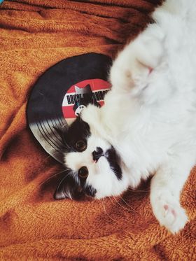 Crinkle and Catnip Record Cat Mat