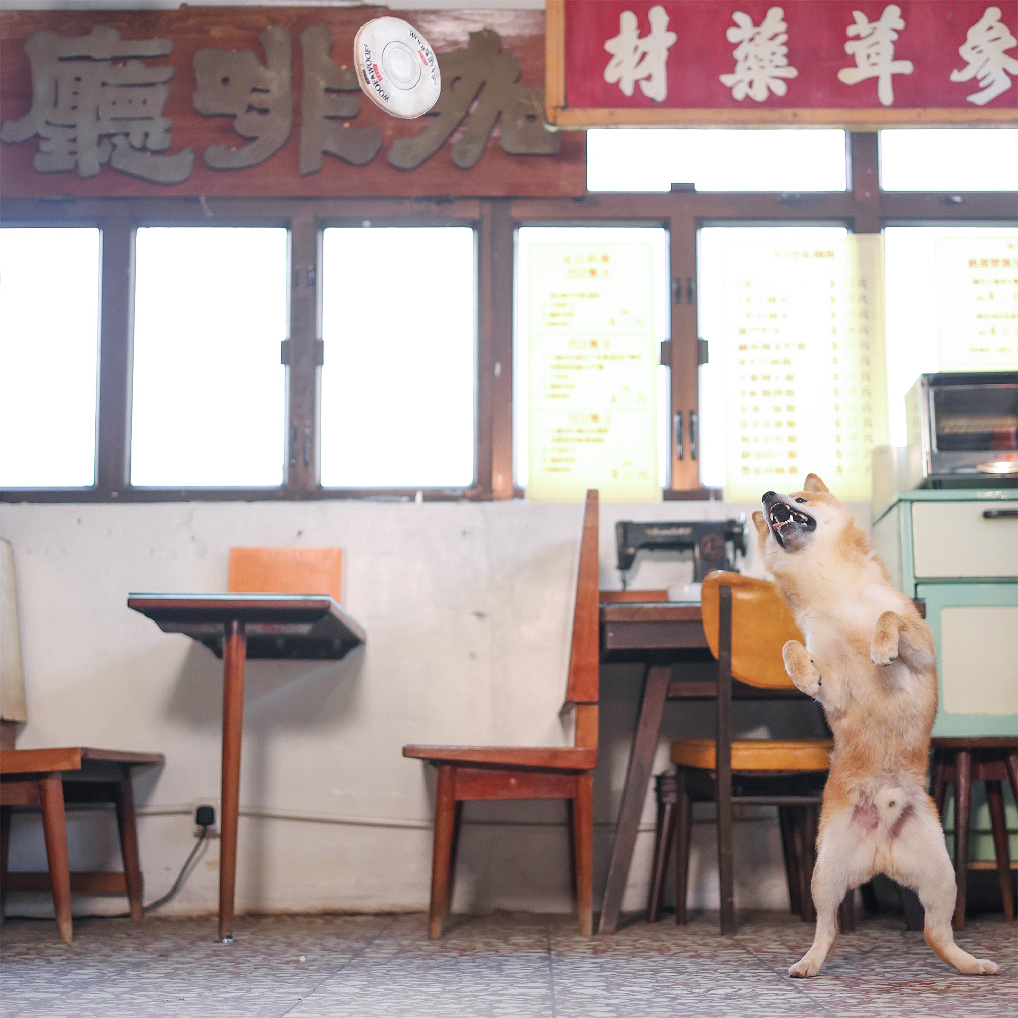 Woof² Hong Kong Milk Tea 2-in-1 Nose-work Pet Toy