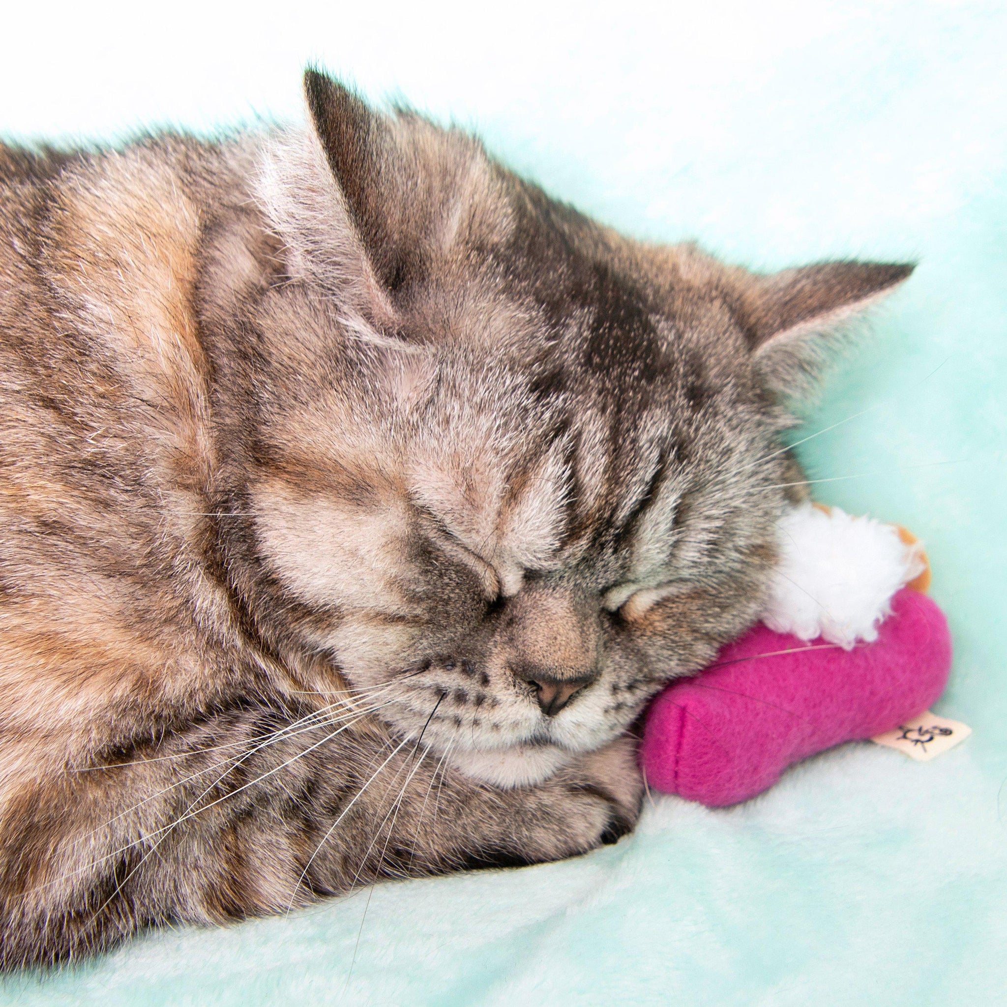 Pumkitty Pie and Sweet Purrtato Pie Twin Pack