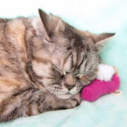 Pumkitty Pie and Sweet Purrtato Pie Twin Pack