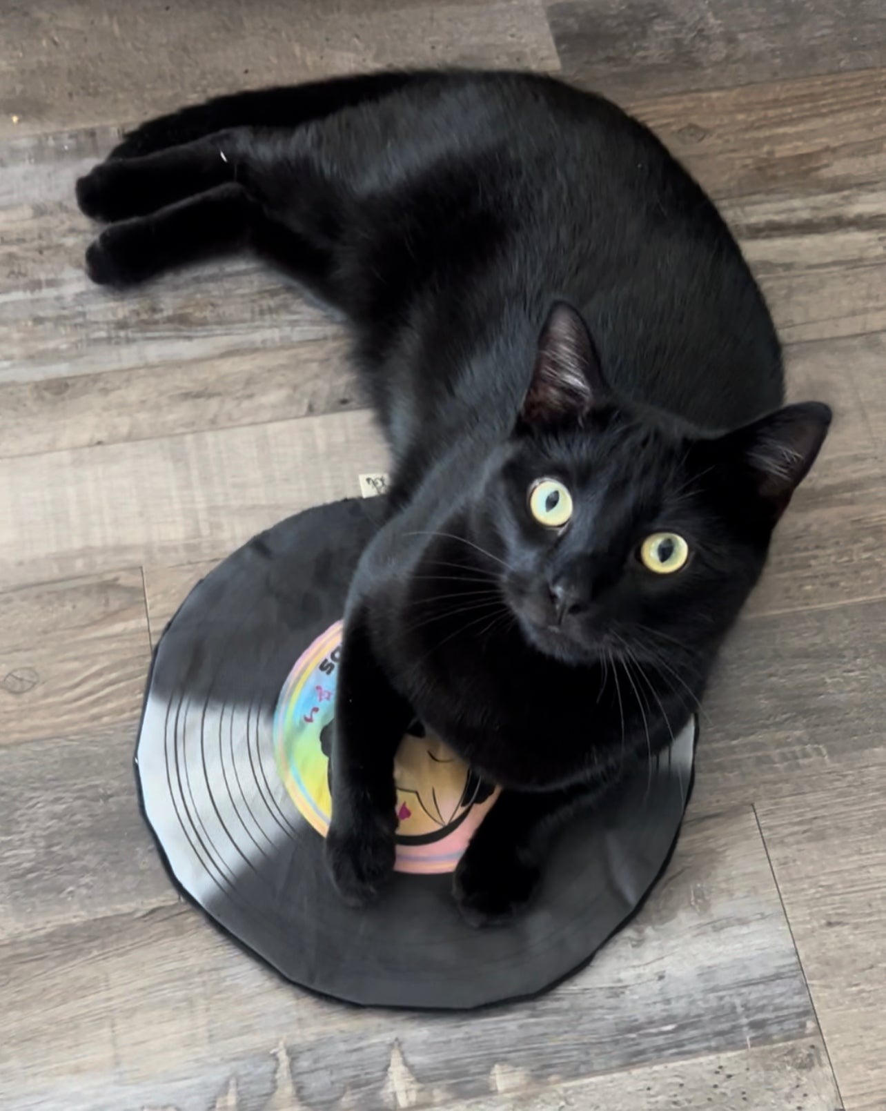 Crinkle and Catnip Record Cat Mat