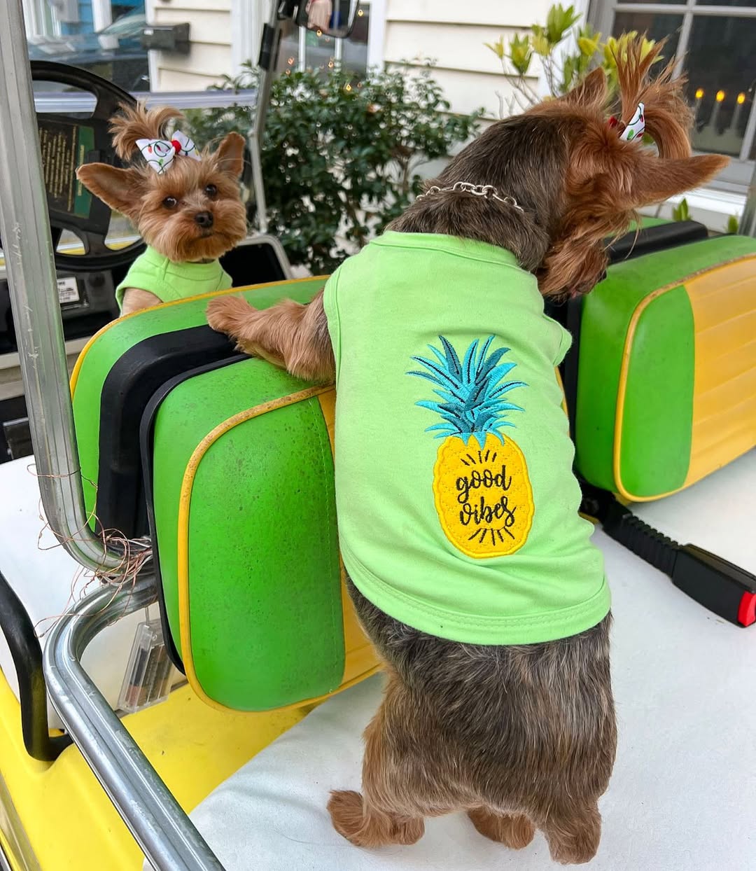 Parisian Pet 'Pineapple' Dog Shirt – Tropical Cotton Pet T-Shirt for Dogs & Cats-Saint Patrick's Day