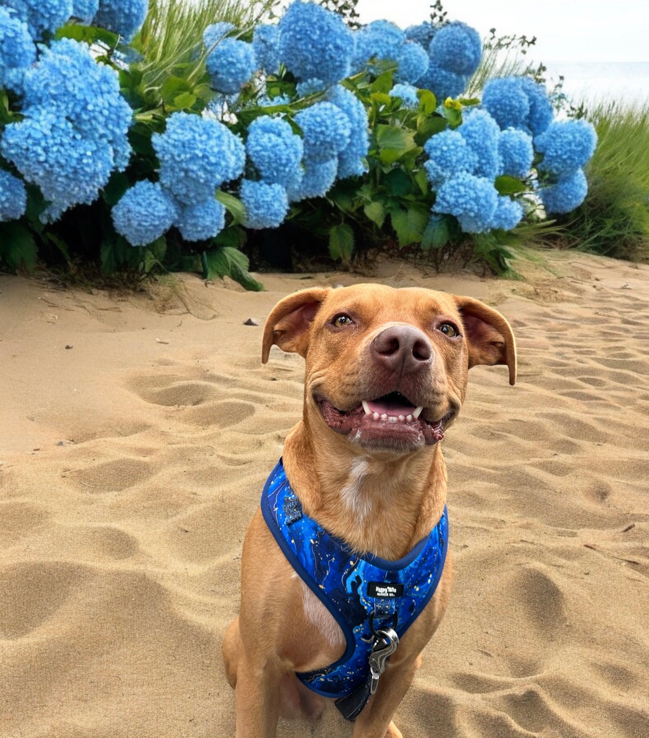 Galaxy Paws Adjustable Harness