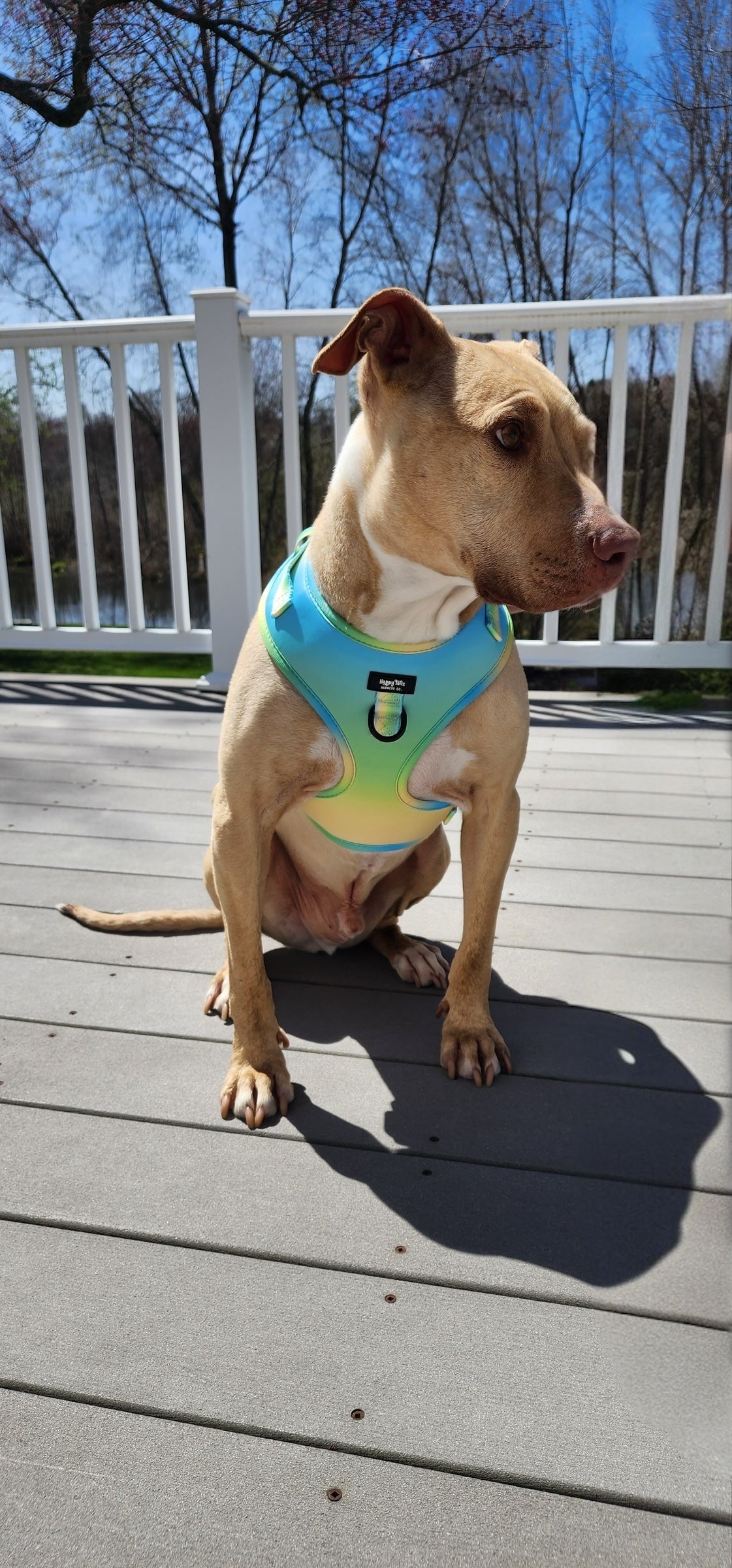 Pastel Breeze Adjustable Harness