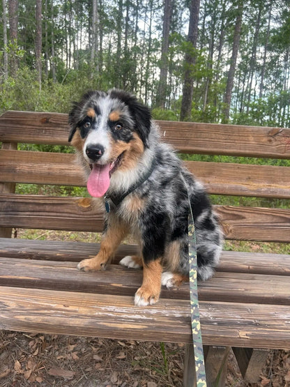 Camo Canine Walking Set