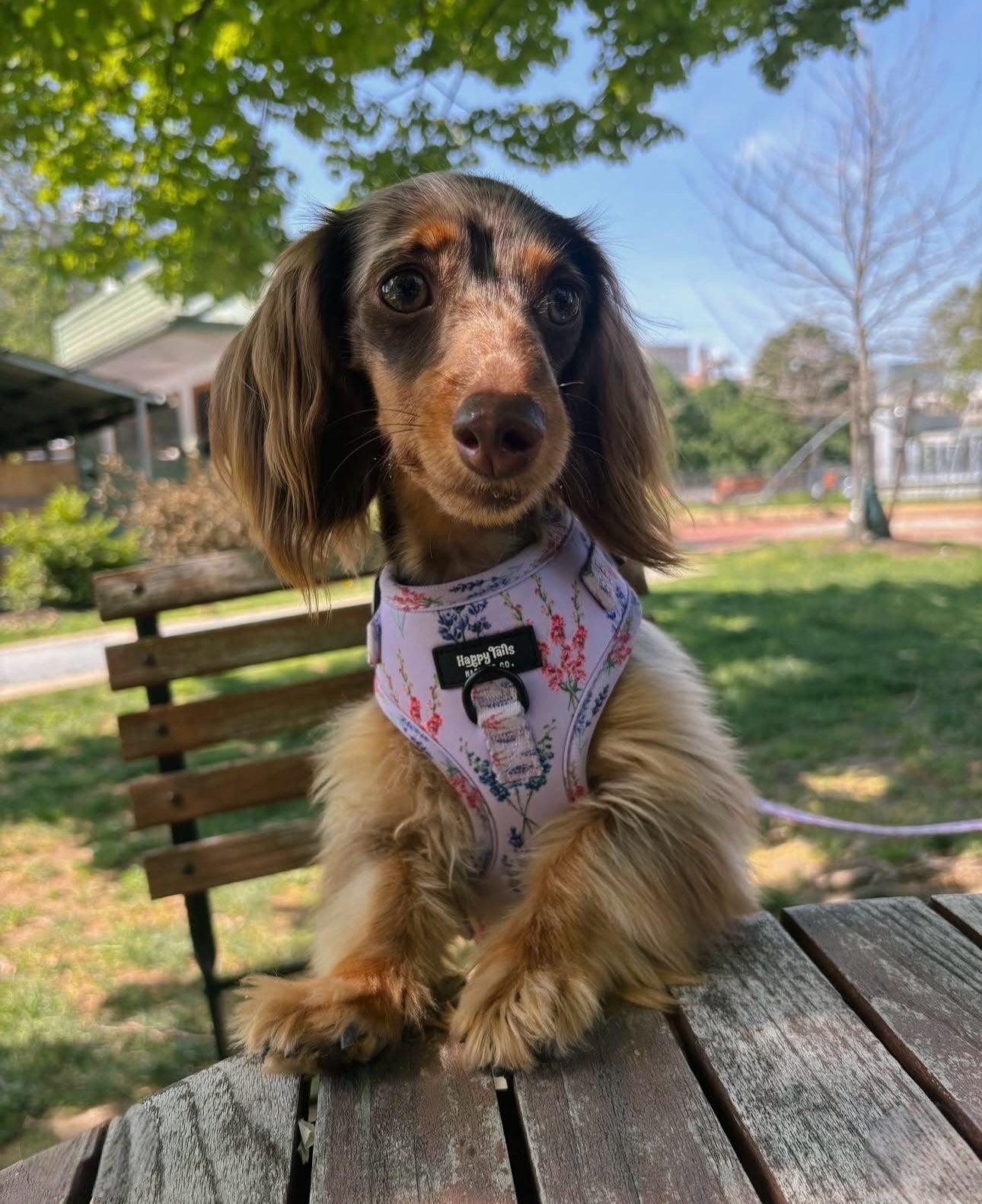 Lavender Fields Walking Set