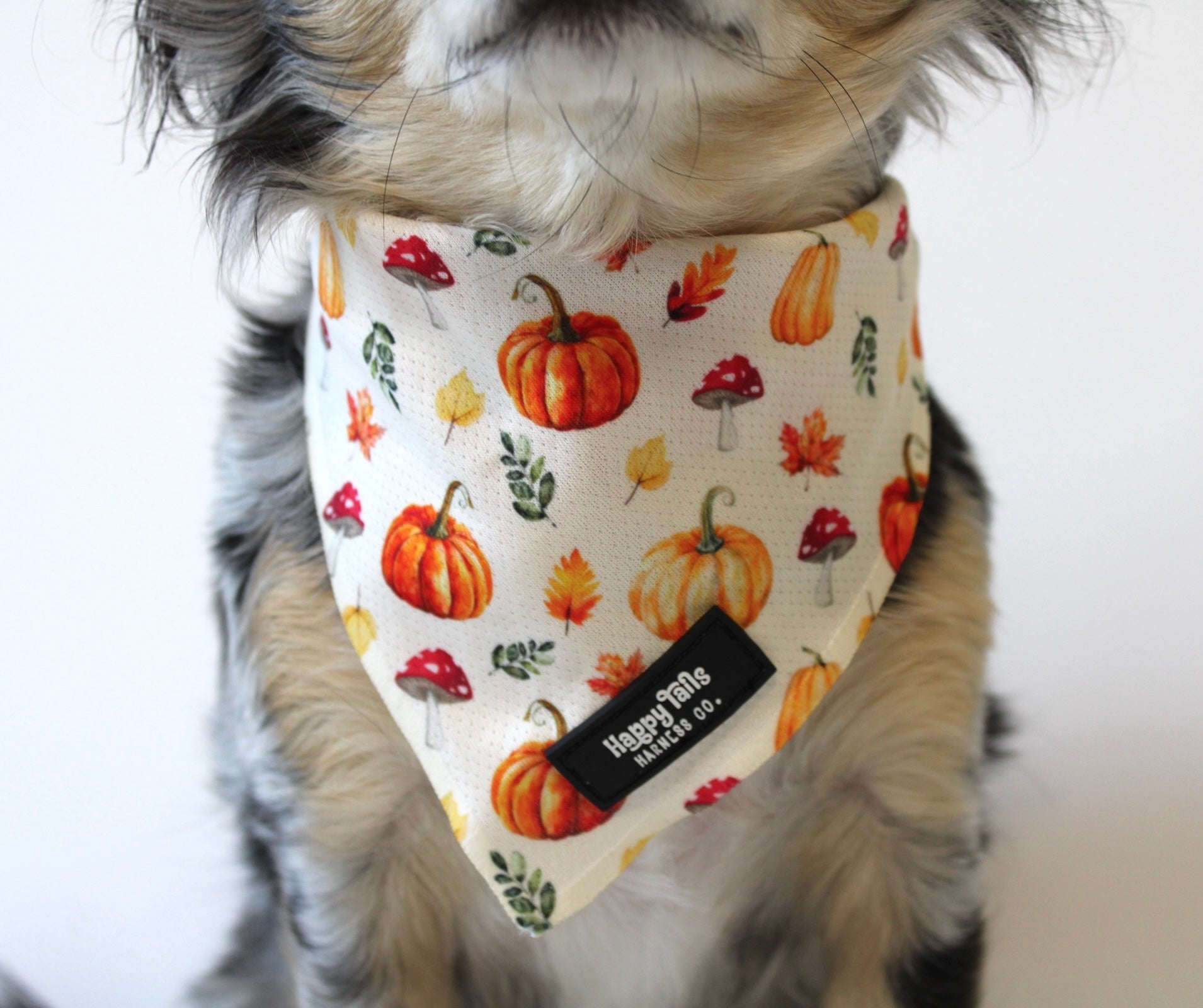 Pumpkin Patch Bandana